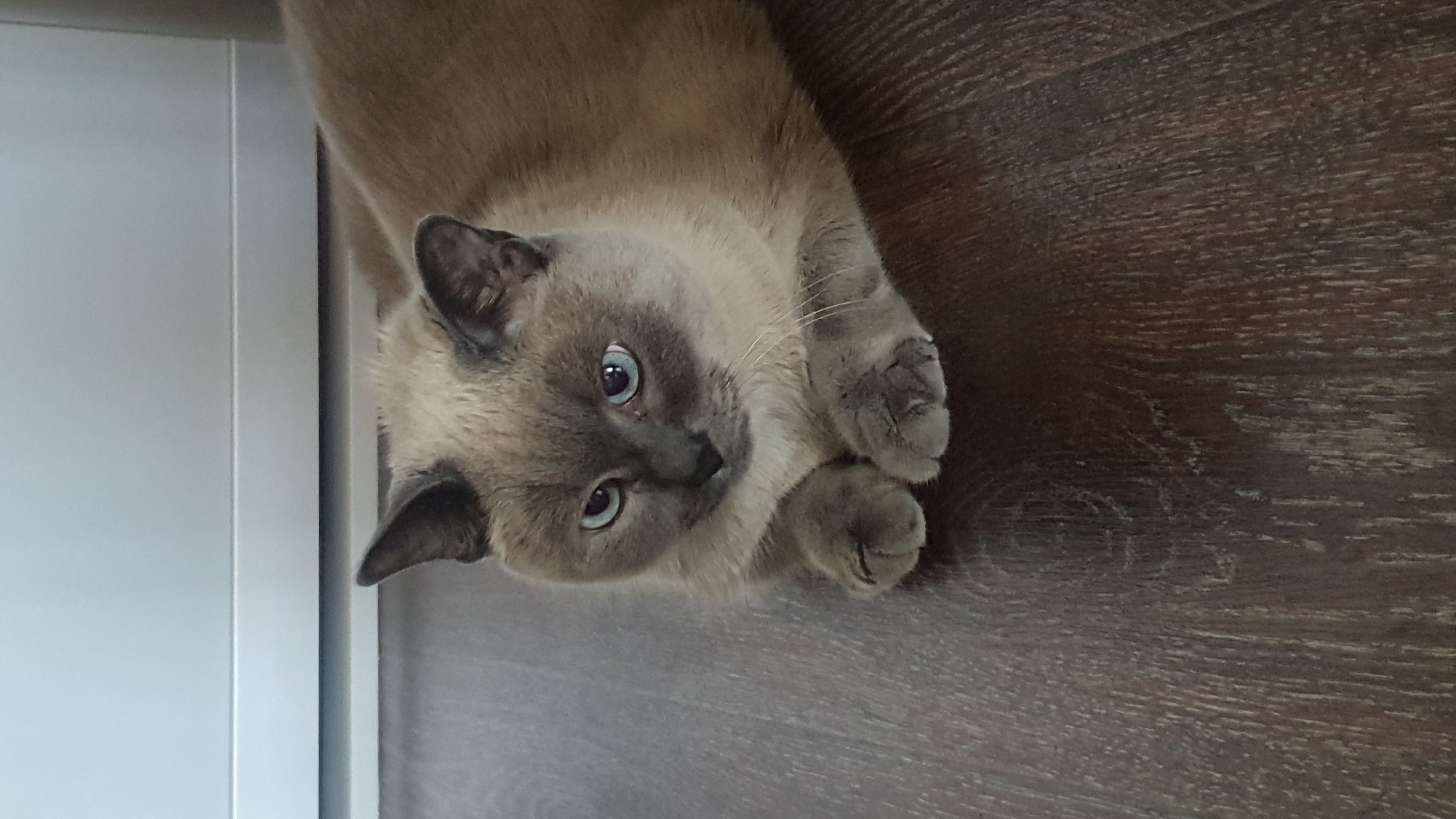 A domestic cat with Siamese-like coloration and blue eyes is lying on a dark brown wooden floor. The cat is facing the viewer, with its front paws crossed. The background consists of a light-colored, possibly metallic or plastic surface, appearing to be part of a piece of furniture or a wall. The lighting is soft and natural, casting subtle shadows. The image appears to have been taken indoors, likely in a residential setting in Krasnoyarsk, Russia. There are no people or other animals visible in the image. The focus is entirely on the cat.