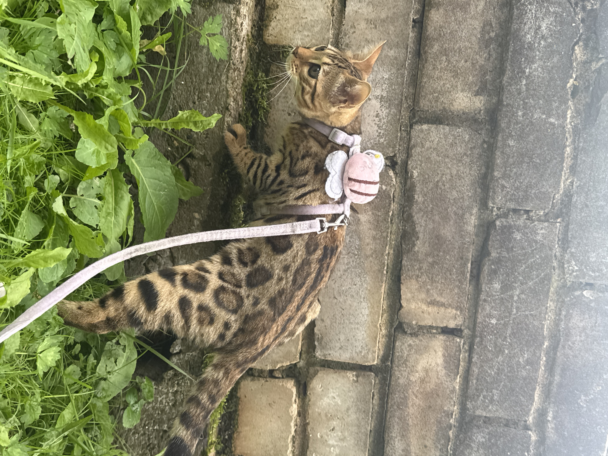 A young Bengal cat with spotted fur is walking on a low stone ledge next to a brick wall, with green grass and plants in the foreground. The cat is wearing a light pink harness with a small bee-shaped plush toy attached to its back. The cat is facing to the left, looking intently at something off-camera. The background consists of a weathered brick wall, and the environment appears to be an outdoor urban setting. The image is taken in Rzhev, Russia.