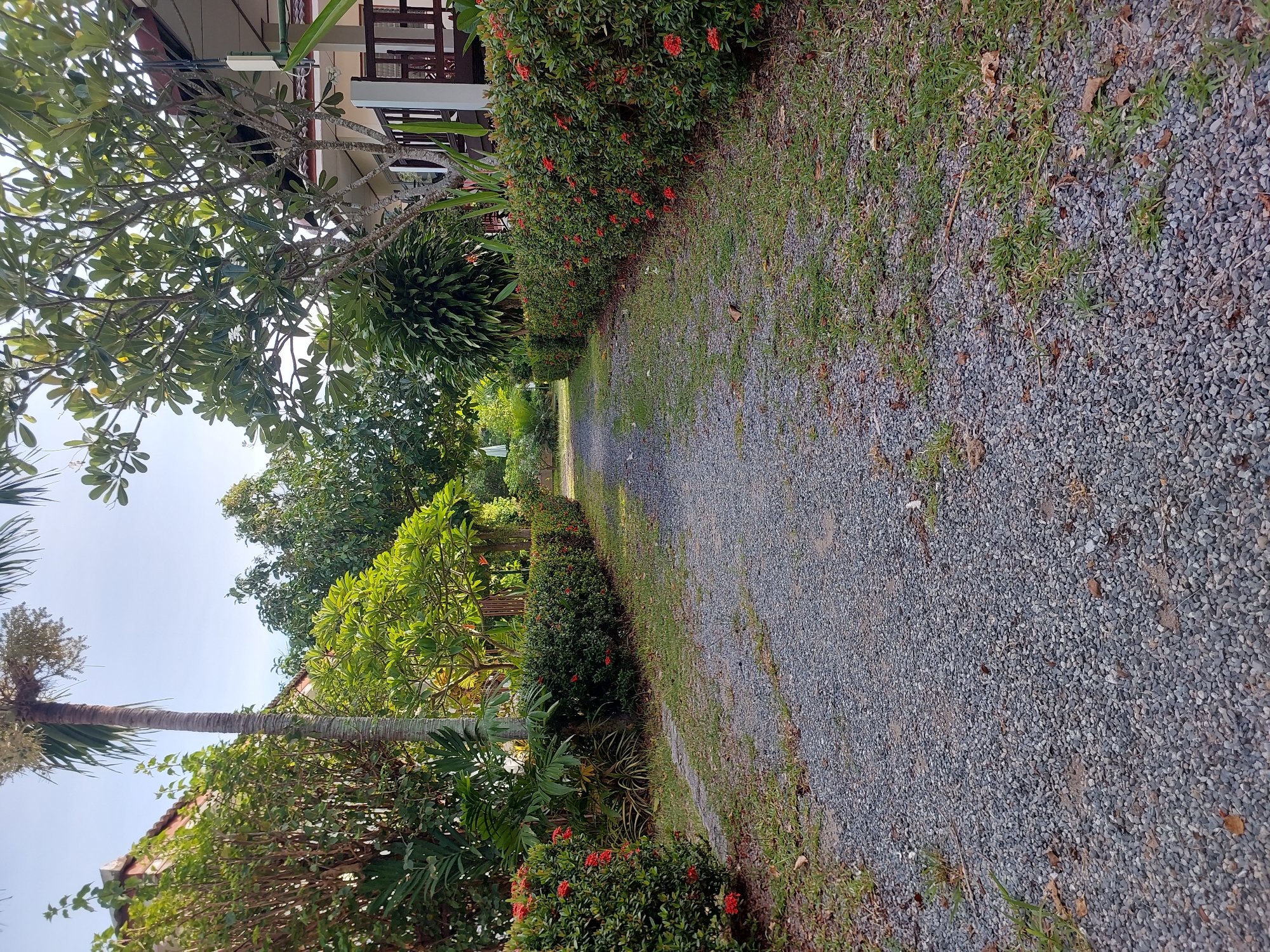 A low-angle, full shot captures a gravel pathway leading into a lush green garden at a residential property in Baan Mae Nam, Thailand. The pathway, composed of small gray stones, is flanked by neatly trimmed hedges bursting with small red flowers on either side. Tall trees and foliage create a dense canopy overhead, with glimpses of a building with a brown roof and wooden railings to the right. The sky is a clear, pale blue. The scene depicts a serene outdoor environment, likely a private garden or resort area.