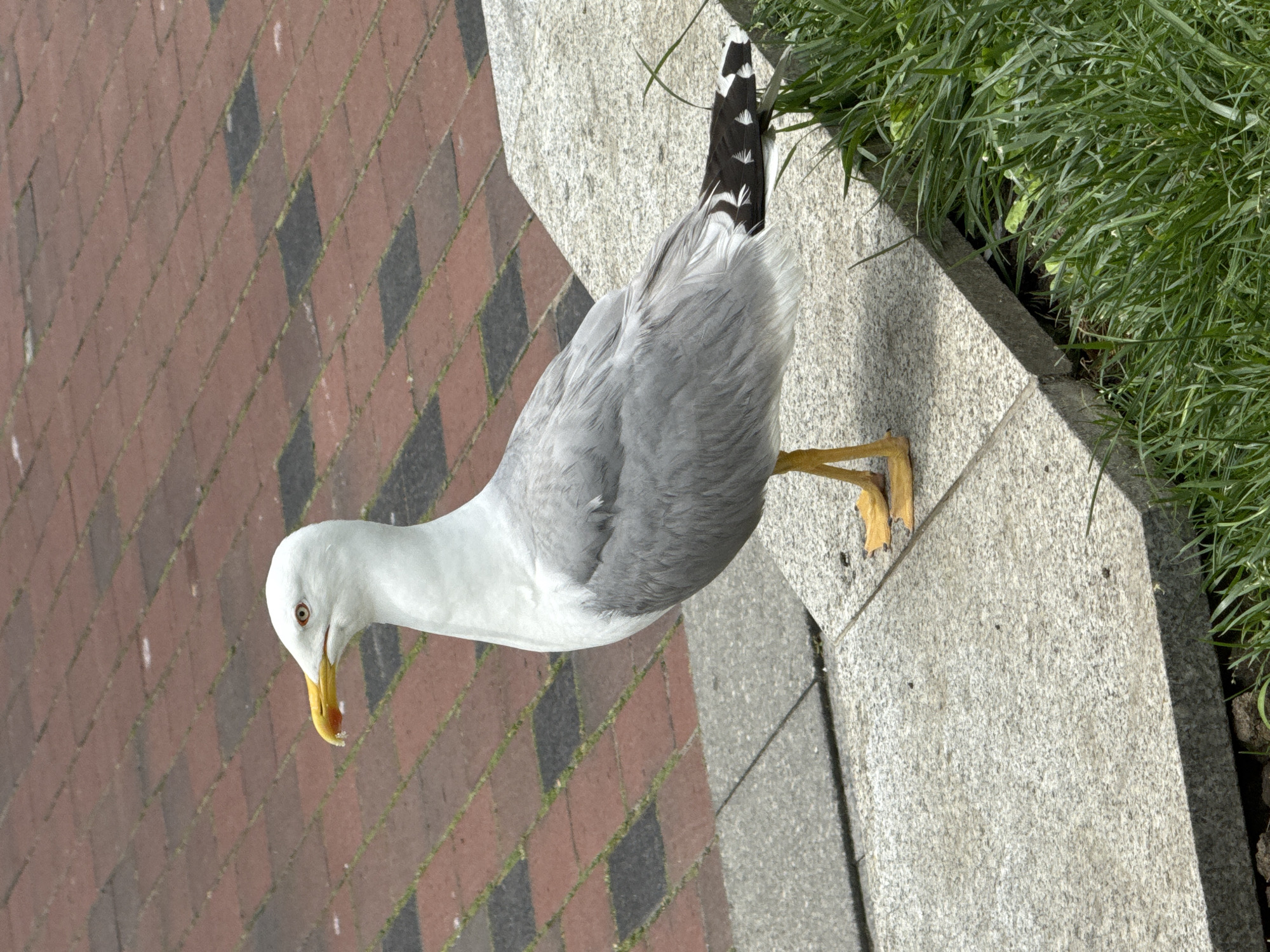 A seagull stands on a paved area composed of reddish-brown and dark gray rectangular bricks. To the left of the bricks, there is a raised ledge made of grey stone, with another layer of grey stone beneath it. The seagull, a large bird with white and grey plumage, is facing to the left and has a yellow beak with a red spot. Its legs and feet are yellow. To the right of the stone ledge, there is a patch of vibrant green grass. The scene appears to be outdoors, possibly in a park or walkway. The image does not contain any people or specific landmarks that would definitively identify it as being in Varna, Bulgaria.
