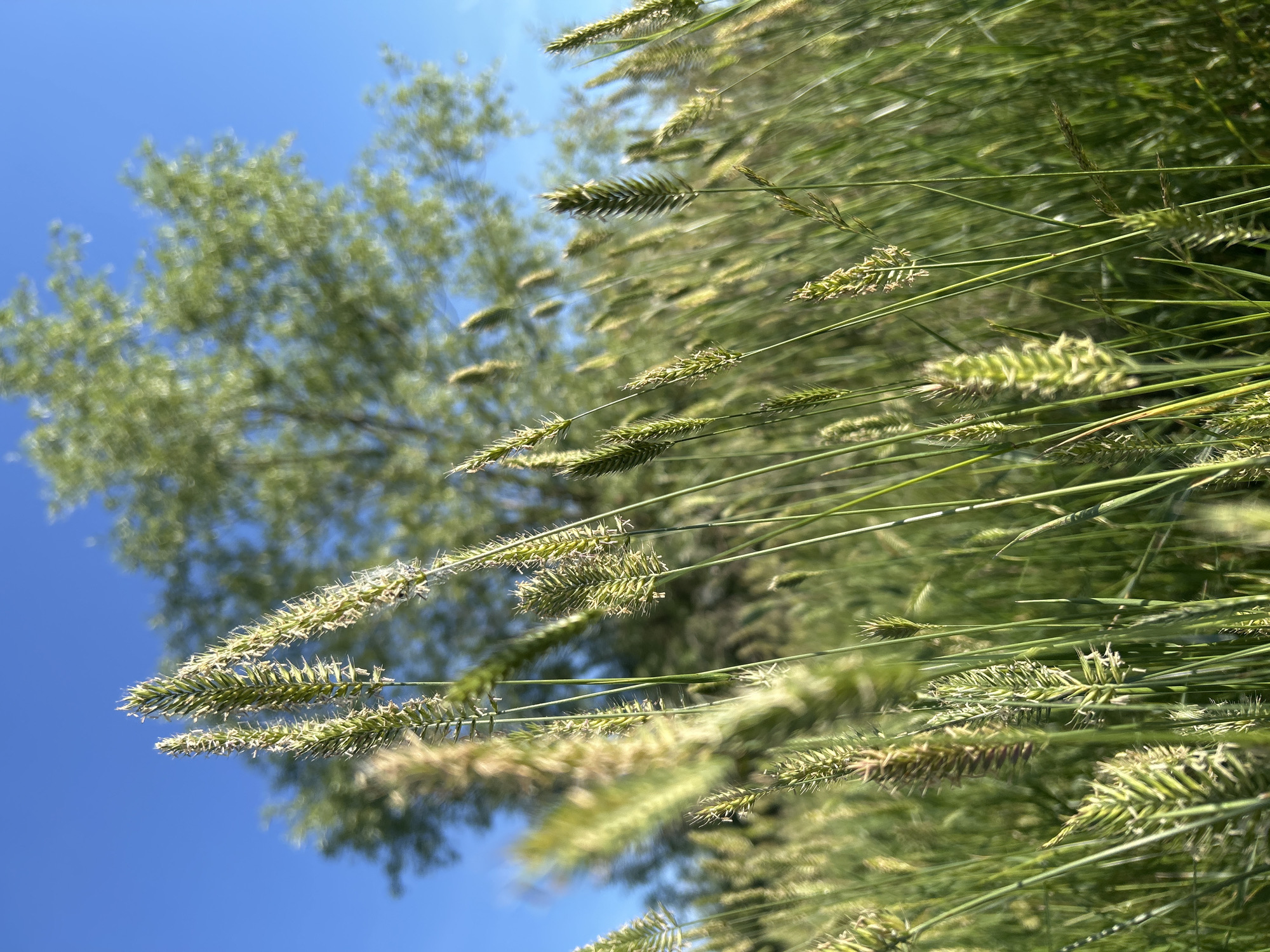 In Matraevo, Russia, a low-angle, close-up shot captures a field of tall green grasses and seed heads against a clear blue sky. The focus is on the foreground, with several stalks of grass and their spike-like seed heads prominently displayed, some appearing feathery and light green, others more mature and darker. In the mid-ground and background, a dense field of grass extends, with a large, leafy green tree blurred due to shallow depth of field, its branches reaching towards the sky. The overall environment suggests a natural, outdoor setting, likely a meadow or field during daylight hours. No people or animals are visible.