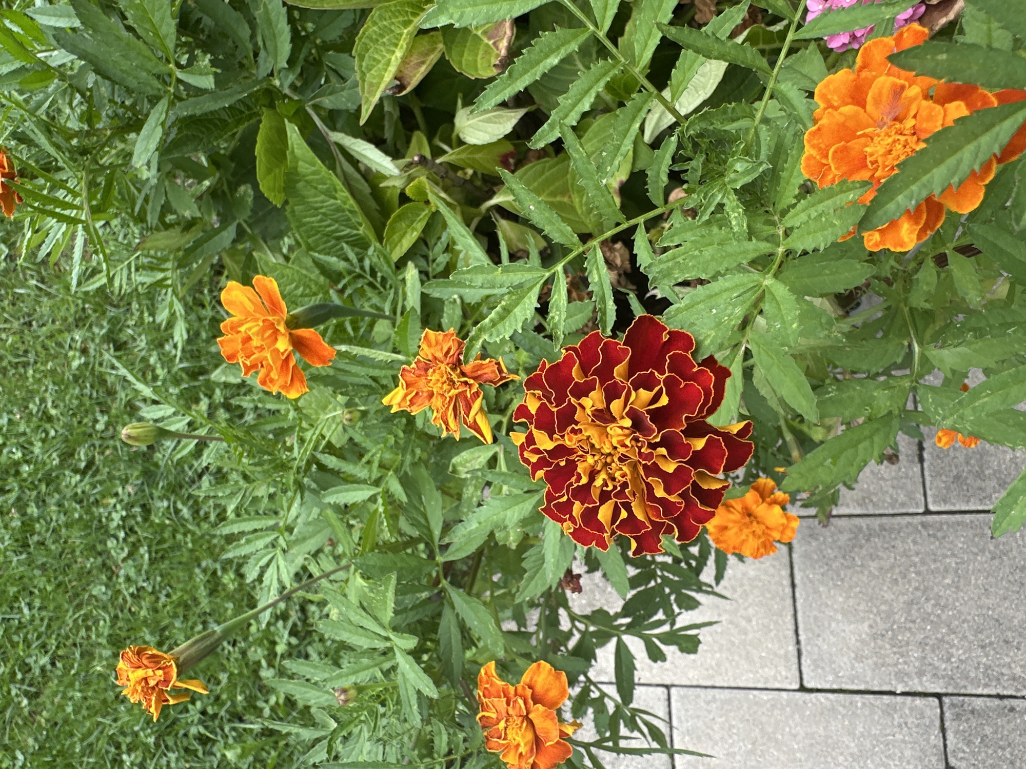 This is a close-up, eye-level, vertical shot of marigolds in bloom. The foreground features a large, dark red and yellow marigold with ruffled petals, and to its left, a smaller orange marigold. Below these, a few more small orange marigolds are visible, as well as a bud. In the background, out-of-focus green foliage and grass suggest a garden setting. To the left of the frame, a paved pathway made of light gray square stones is partially visible. The lighting is natural daylight, casting subtle shadows. The image is captured outdoors, likely in a garden or public park in Bad Endorf, Germany, given the presence of manicured landscaping and paving stones. No people or animals are present in the frame.