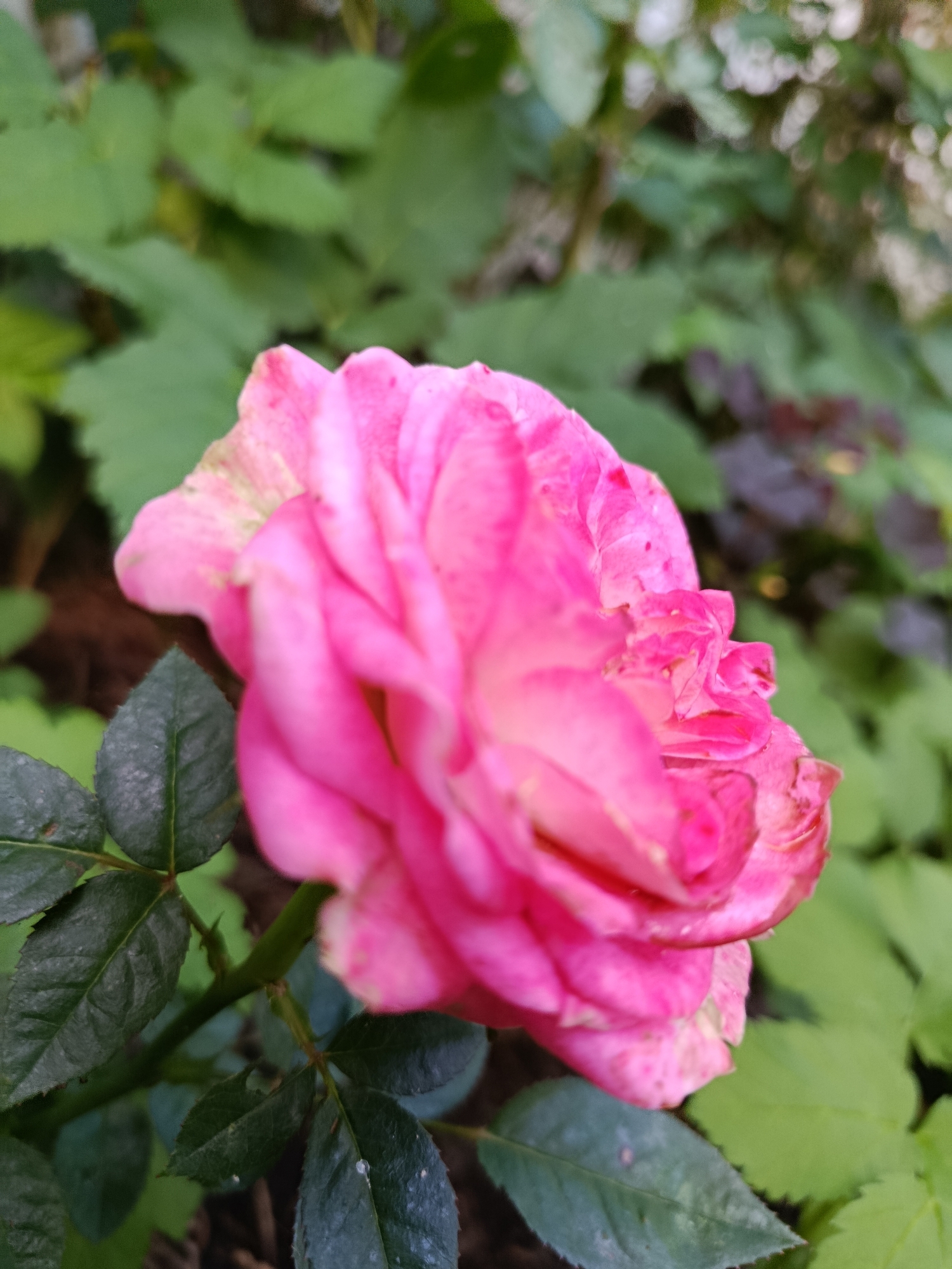 A close-up, side-view shot features a vibrant pink rose in bloom. The rose is the primary subject, positioned slightly off-center to the right. Its petals are layered and somewhat ruffled, displaying a gradient of pink hues with subtle hints of lighter shades. The rose is surrounded by lush green foliage, with some darker, reddish-purple leaves visible in the background. The background is softly blurred, emphasizing the sharp detail of the rose and its immediate leaves. The lighting suggests an outdoor setting, possibly a garden, with natural light illuminating the scene. There are no people or animals visible. This image is of a rose in a garden in Verea, Russia.