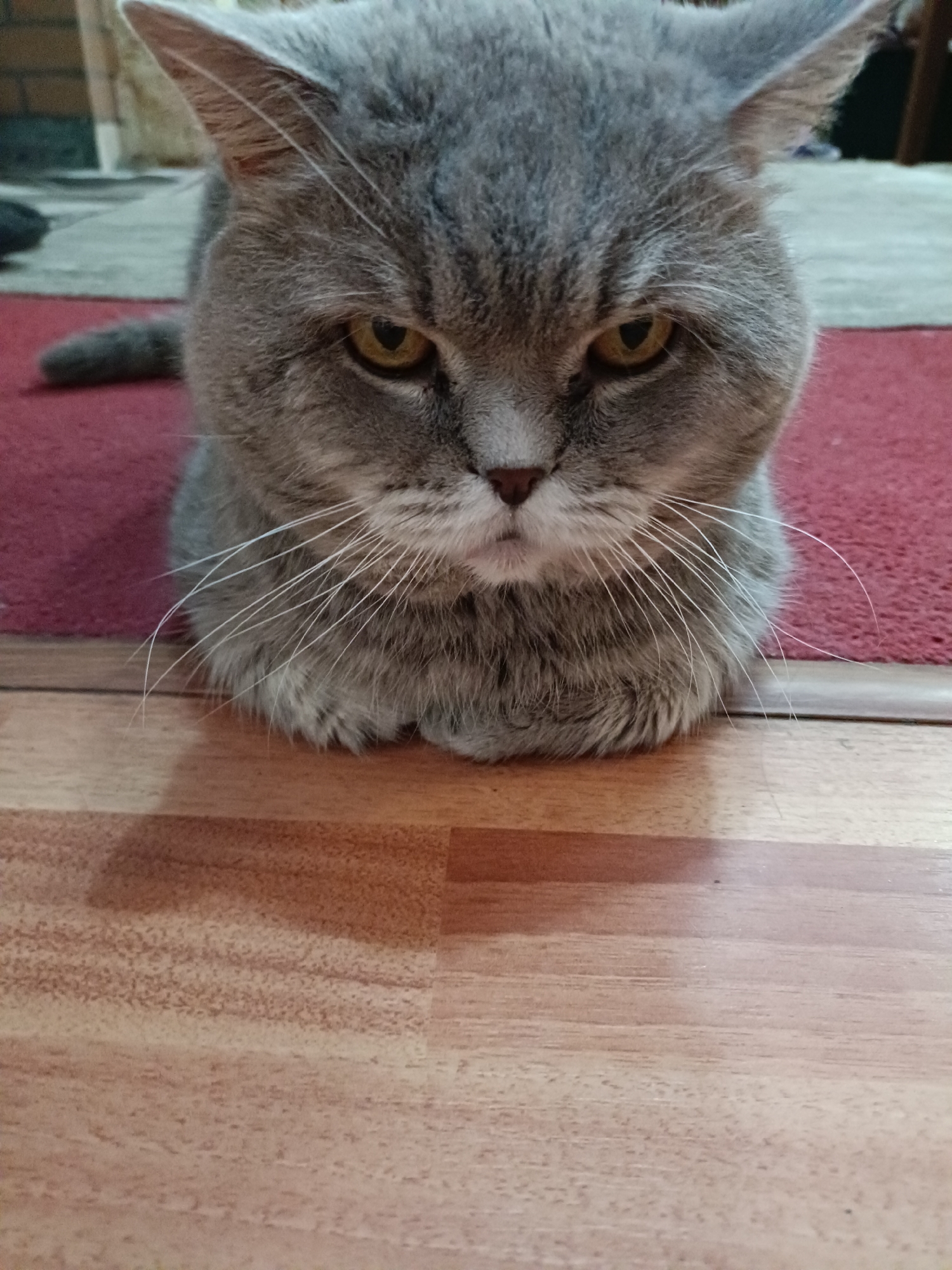 A British Shorthair cat with grey fur and yellow eyes is lying down on a red rug, with its head facing the camera. The cat's ears are pointed upwards. The cat is positioned in the foreground, with its lower body out of frame. The background consists of a wooden floor and a red rug. The scene appears to be indoors, possibly in a home. There is no information to suggest this image is related to the city of Bataysk, Russia.