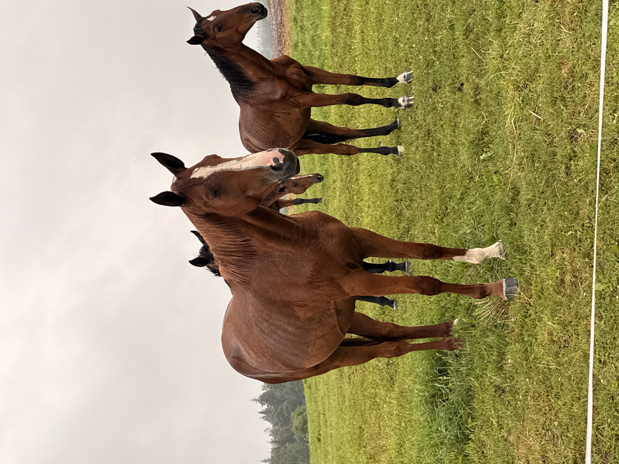 In Galinė, Lithuania, a group of horses are standing in a grassy field under a cloudy sky. The foreground is dominated by a large, reddish-brown horse facing left, its head and part of its body visible. A smaller, darker horse stands to its right and slightly behind, also facing left. In the background, more horses are partially visible, some appearing darker in color. The field is covered in green grass, with some patches of brown earth and sparse vegetation visible in the distance. A white string or wire runs horizontally across the bottom of the frame, indicating a fence line. The overall atmosphere is serene, with the overcast weather creating a muted lighting effect.