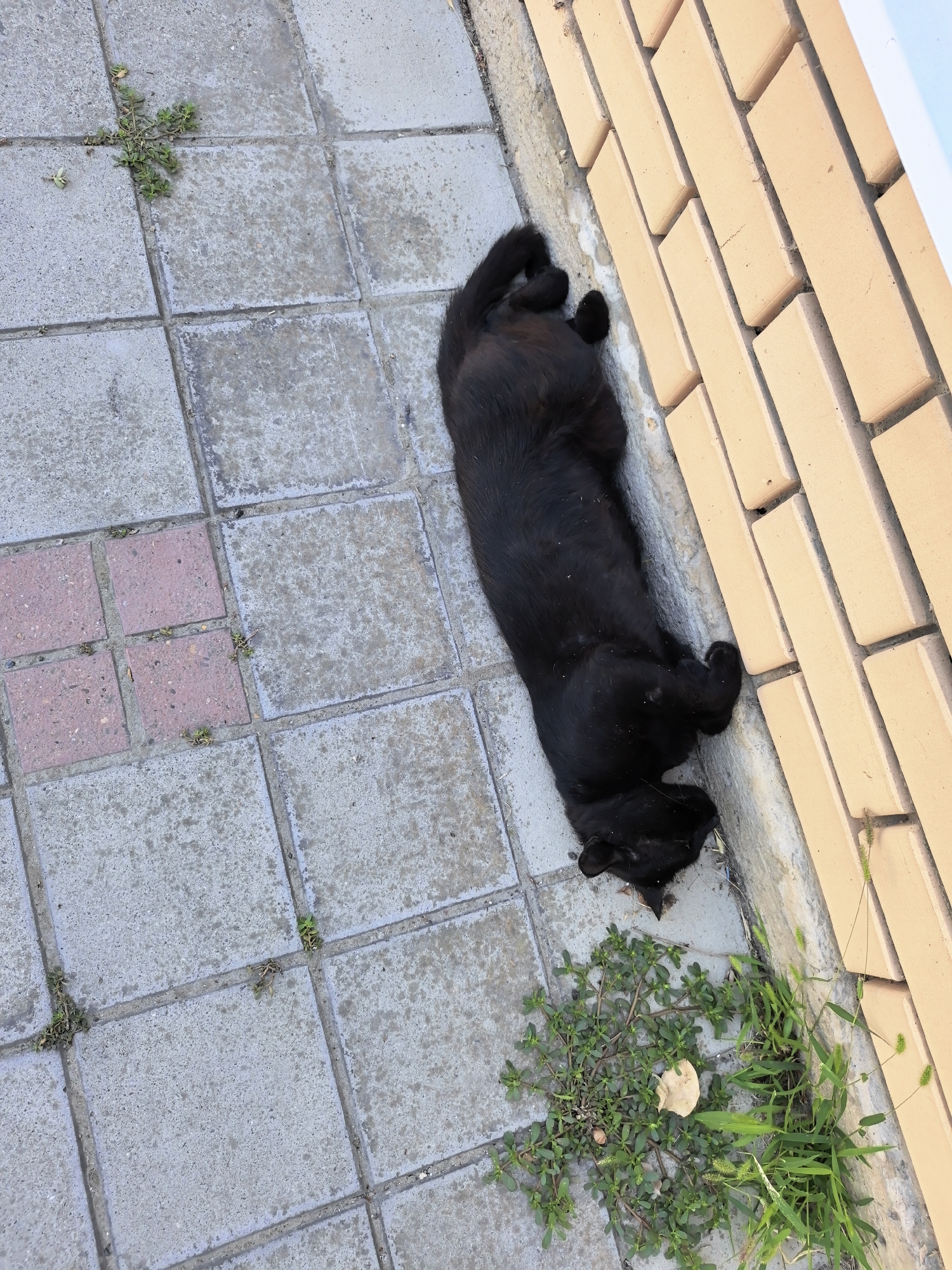 A black cat is lying on its back on a paved surface adjacent to a light brown brick wall. The paved surface is composed of square concrete tiles and some smaller pinkish tiles. Small green plants are growing in the cracks between the tiles. The cat is in a relaxed pose, with its paws curled up. The scene appears to be outdoors, possibly in a residential area or park. The image is taken from a top-down perspective.