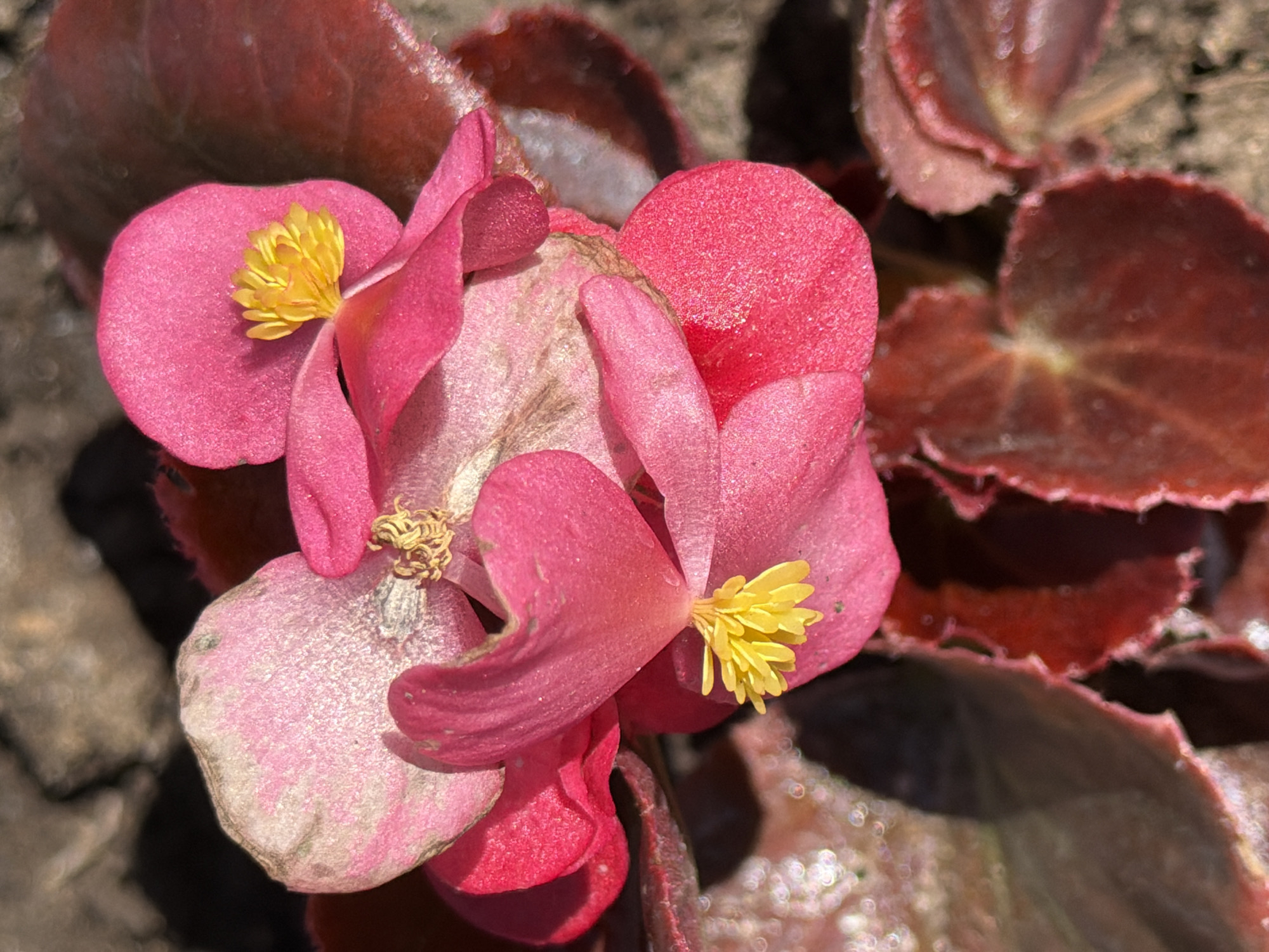 The image displays a close-up, overhead view of a cluster of vibrant fuchsia-pink flowers with prominent bright yellow reproductive structures, set against a backdrop of dark reddish-brown leaves and blurred earthen tones. The central floral arrangement features multiple individual blossoms. One flower in the upper left exhibits petals with a lighter, almost silvery-pink hue and a textured, possibly dusty or slightly faded appearance. Two other dominant flowers, one in the upper right and another towards the lower center, clearly showcase their bright yellow stamens or pistils. Surrounding and beneath the flowers are several dark, elliptical to reniform leaves, characteristic of a begonia plant, displaying visible venation and a subtle, possibly fuzzy texture along their edges. The background is significantly blurred with a shallow depth of field, revealing dark brown soil or mulch, along with some lighter, irregular formations that suggest dry earth or small stones in the upper left. Strong, natural illumination originates from the upper right, creating distinct highlights and soft shadows across the petals and leaves. Numerous small, circular bokeh highlights are visible within the blurred background, particularly in the lower left and right quadrants. The specific geographical location within the city of Unknown, Unknown, cannot be determined from the visual information presented.