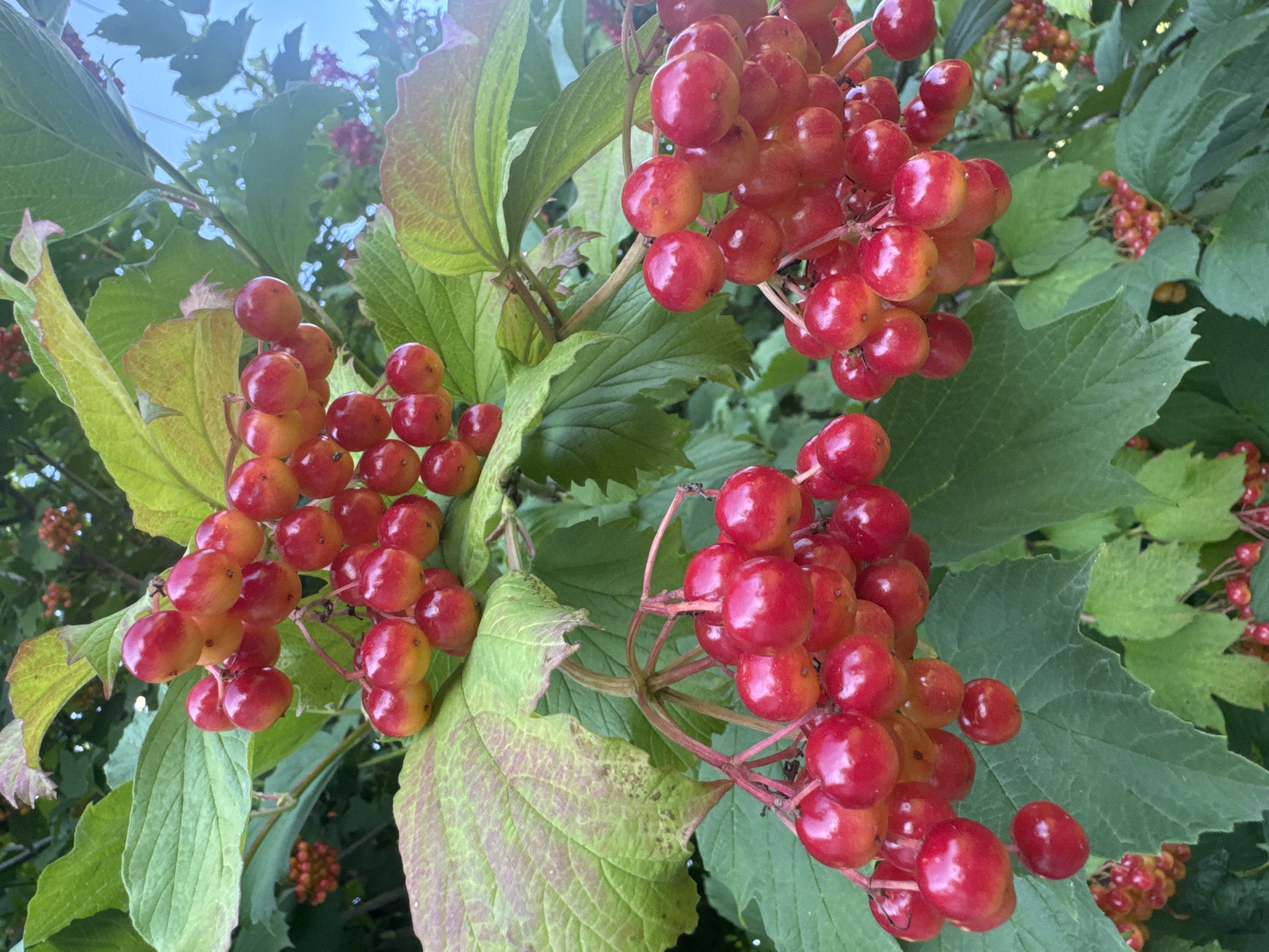 A close-up, eye-level shot captures several clusters of ripe, red berries hanging from a tree branch amidst lush green foliage. The berries are round and plump, with some displaying a gradient of color from yellow to deep red, indicating ripeness. The leaves are large and textured, with some showing hints of purple or red along the edges and veins. The background is softly blurred, suggesting a natural outdoor setting, possibly a garden or park. The sky is visible in the upper right portion of the image, appearing light blue with some cloud cover. The overall impression is one of abundance and the natural beauty of fruit-bearing plants. The photograph was taken in Odnorih, Ukraine.