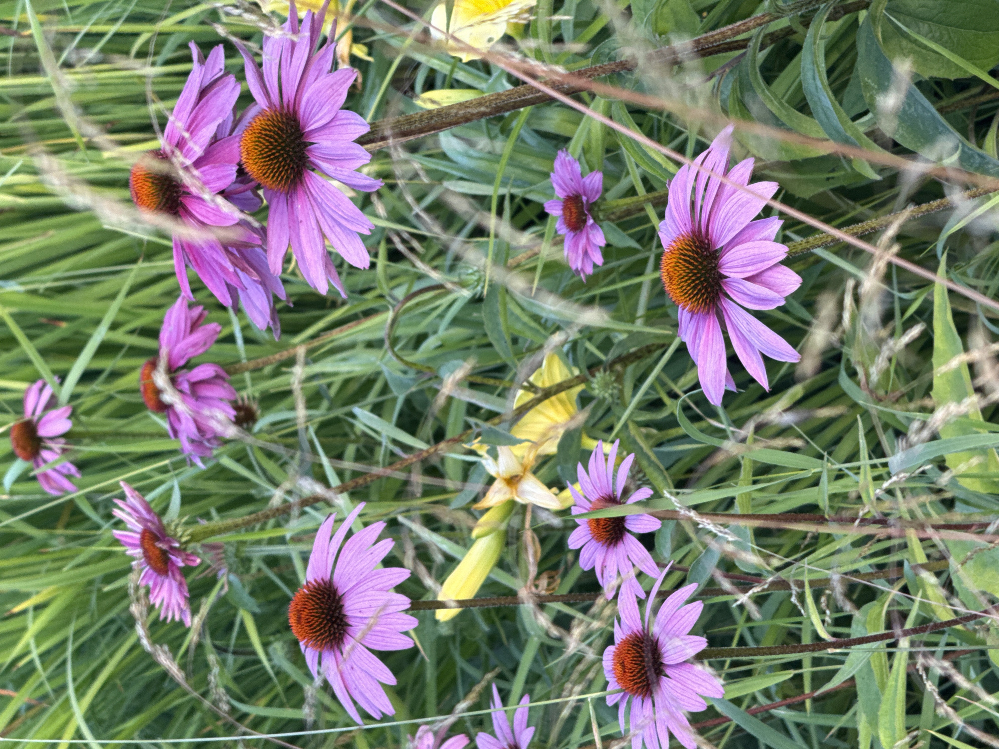 The image depicts a close-up view of a patch of purple coneflower (Echinacea purpurea) flowers in bloom, set against a background of tall green grass and some yellow daylilies. The coneflowers are the primary subjects, with their distinctive ray florets and spiky central cones. Several flowers are visible, varying in focus and angle, with some in sharp detail and others softly blurred. The scene is naturalistic, suggesting an outdoor environment like a garden or meadow. There are no people or animals present. The lighting appears to be natural daylight, casting subtle shadows and highlighting the textures of the petals and foliage. The overall impression is one of vibrant summer flora. The image does not contain any specific landmarks or elements that would indicate a location within the city of Moscow, Russia.