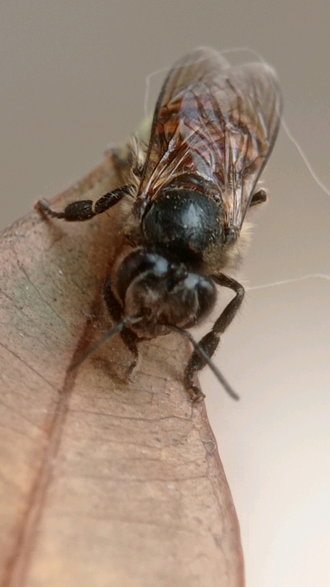 A close-up macro photograph shows a honey bee resting on a dry leaf. The bee is positioned facing away from the viewer, with its wings slightly spread and its body appearing dark brown and fuzzy. Its head, with visible antennae, is turned to the side. The leaf beneath it is a light brown color and has a textured surface with visible veins. The background is a blurred, neutral tone, suggesting an outdoor setting. The photograph was taken in Bedali, Indonesia.