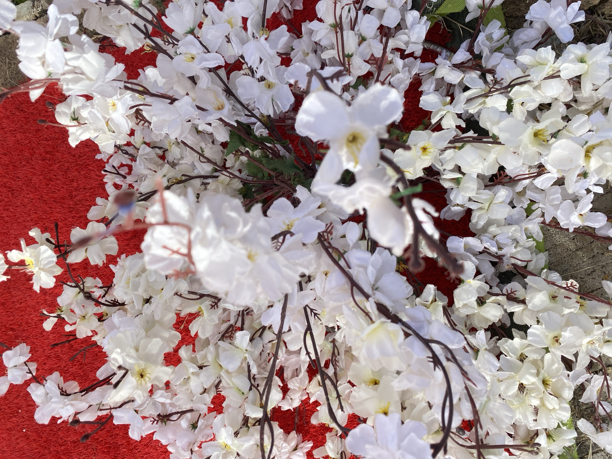 The image shows a close-up view of a red surface partially covered with a dense arrangement of white flowers on branches. The background includes a rough, grey concrete surface. The location is Bukuru, Nigeria.