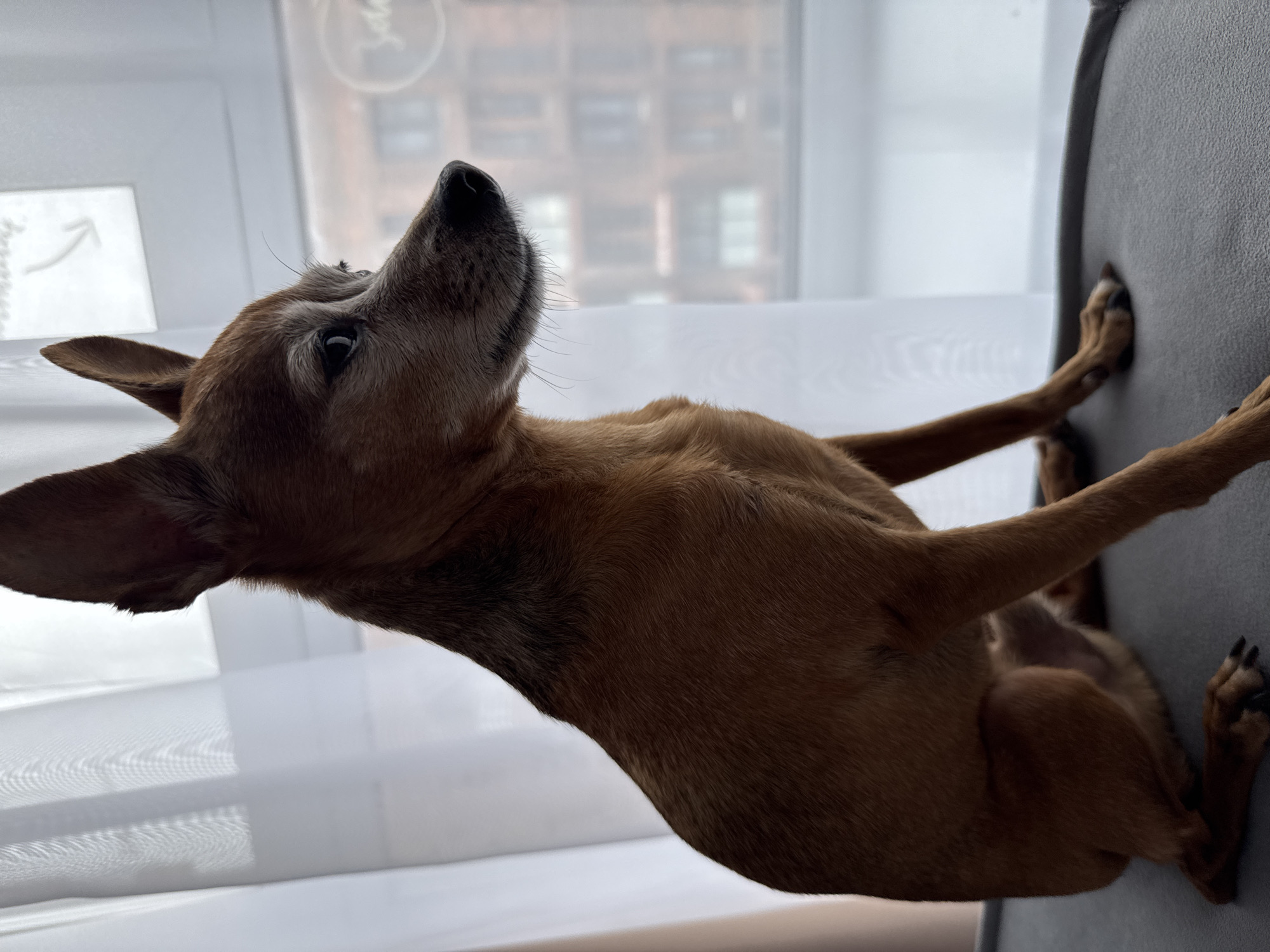 The image shows a small, brown dog with its body tilted upwards, resting its paws on a grey surface, possibly a chair or sofa. The dog's head is looking upwards and slightly to the left. Its ears are perked up, and its eyes are open. The background consists of a large window with sheer white curtains, through which a blurred view of buildings can be seen, suggesting an urban setting. The lighting appears to be natural, possibly from daylight filtering through the window. There is no visible text in the image. The overall scene suggests a moment of relaxation or attentiveness from the dog, perhaps observing something outside or interacting with its owner. The setting seems to be indoors, with a view of the outside world.