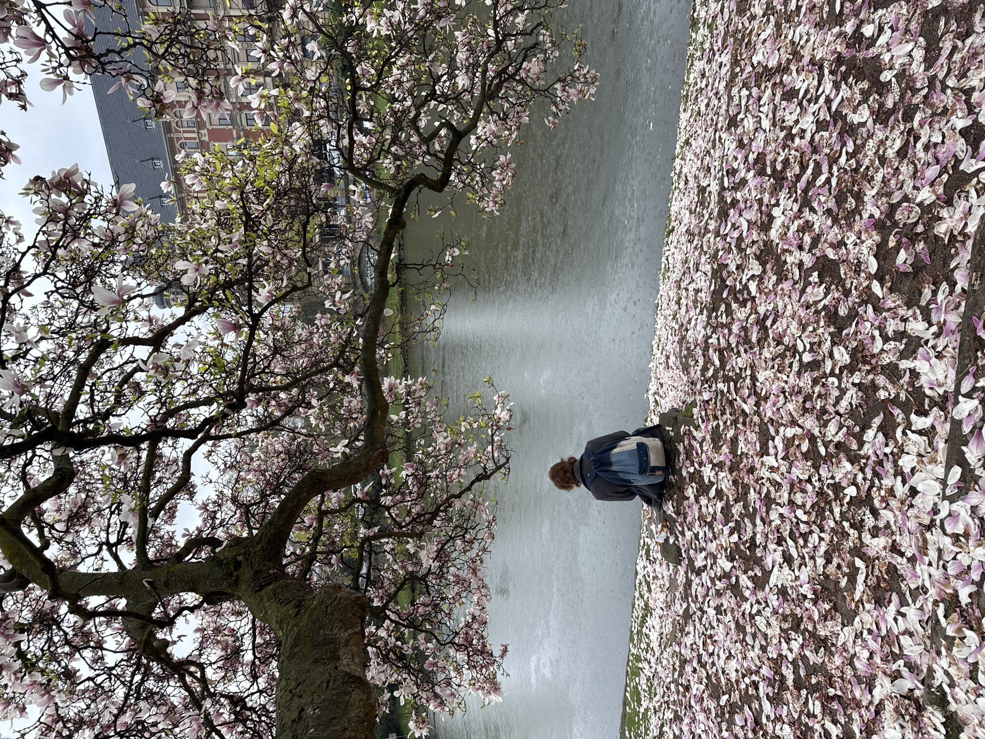 The scene depicts a solitary individual seated on a concrete or stone embankment beside a waterway in Strasbourg, France, specifically within the Neustadt (German Quarter). The view is oriented away from the camera, looking across the water towards historic buildings. A large, mature magnolia tree, laden with pink and white blossoms, dominates the foreground and extends over the water, its lower branches framing the scene. Numerous fallen pink and white magnolia petals carpet the ground directly in front of and around the seated individual.
The individual, seen from behind, has medium-length reddish-brown hair and is wearing a dark grey, long-sleeved coat. A light blue and beige backpack rests against their back. They are seated on a low, dark-colored stone or concrete structure. Adjacent to them on the structure is a small, crumpled white object, possibly paper.
The body of water, likely a section of the Ill River or one of its canals, appears grey and is marked by numerous ripples, indicating light rain falling on its surface. Across the water, in the middle ground, stand multi-story buildings of red brick facade, featuring numerous windows and prominent dark grey mansard roofs with multiple dormer windows. The architectural style is characteristic of the late 19th and early 20th-century Neustadt. A small arched bridge is partially visible through the tree branches in the background. The sky is overcast and light grey, contributing to the muted lighting of the scene.
