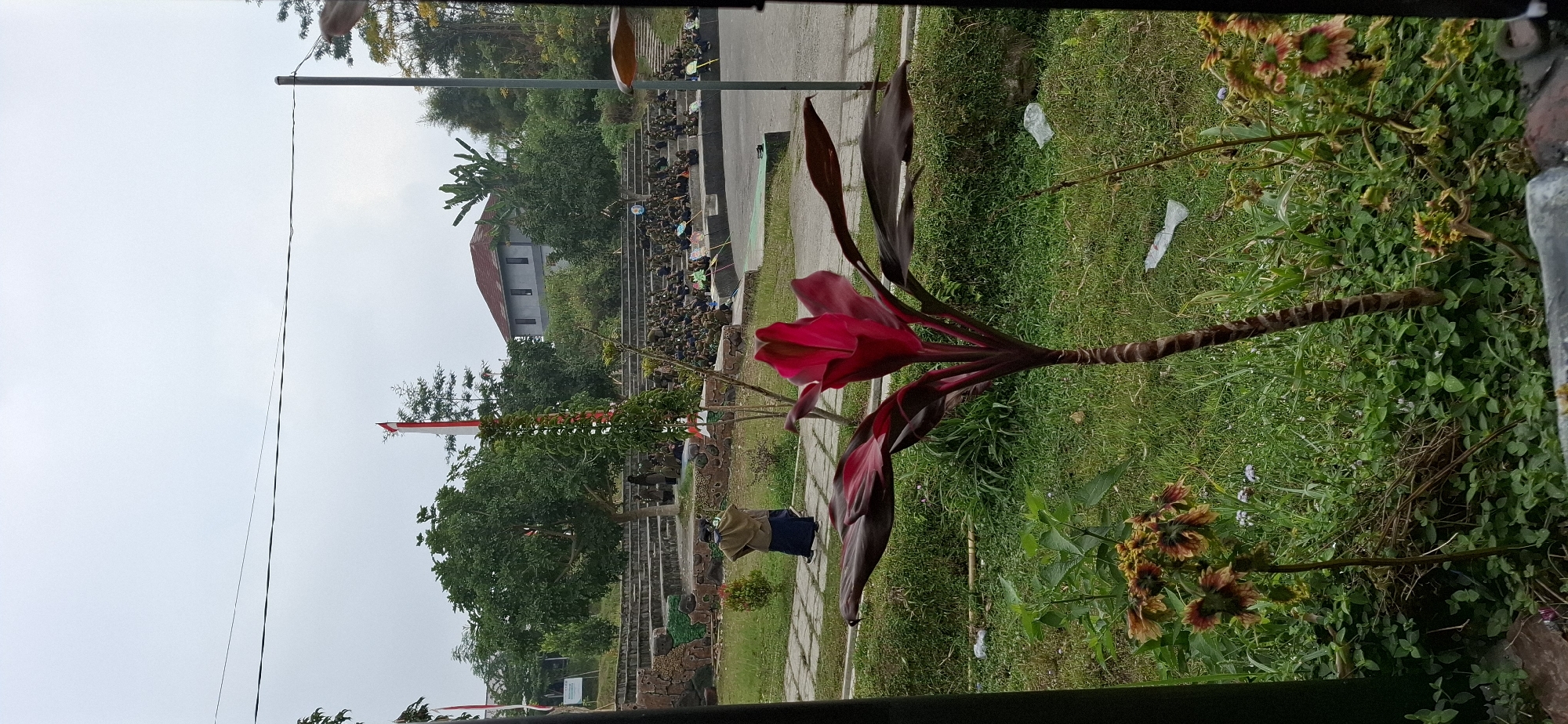 The image depicts an outdoor amphitheater scene in Karang, Indonesia, on an overcast day. In the foreground, a vibrant red plant with broad leaves stands prominently, partially obscuring the view of the background. To the left, a person in traditional Indonesian attire, a brown hijab and a blue skirt, walks on a paved walkway.
The amphitheater itself features tiered seating constructed from stone and earth, with several individuals, seemingly students or participants, seated in neat rows on these tiers. A tall flagpole with the Indonesian flag (red and white stripes) is visible on the right side of the amphitheater. Behind the seating area, a two-story building with a reddish-brown roof and gray walls is situated amidst lush green trees. The overall environment is green and somewhat overgrown, with evidence of litter on the grass, including plastic wrappers. The sky is uniformly gray, indicating cloudy weather.