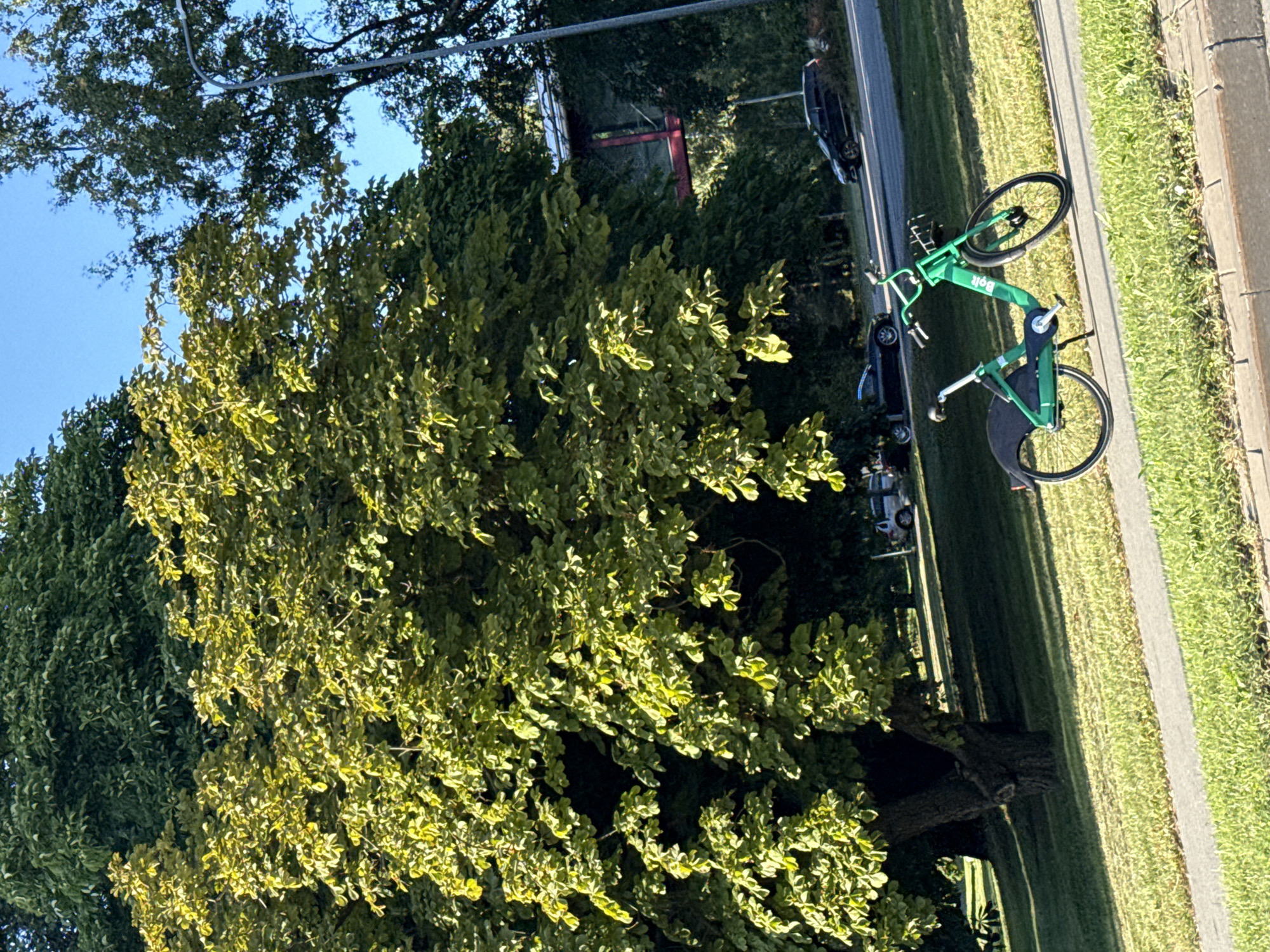 This image shows a bright green "Bolt" brand bicycle parked on a paved path next to a grassy area. The bicycle is the primary subject and is positioned in the lower right quadrant of the image, leaning on its kickstand. It features a basket on the handlebars and a black fender over the rear wheel. Behind the bicycle, a street is visible with two cars parked on the side and a dark-colored SUV driving on it. The background is dominated by lush green trees, with a large, leafy tree in the center and a darker, denser tree line to the right, partially obscuring a modern building with a red-framed window or section. A lamppost is also visible to the right of the trees. The sky is a clear, bright blue. The overall scene suggests a sunny day in an urban park or along a city street in Tallinn, Estonia.
