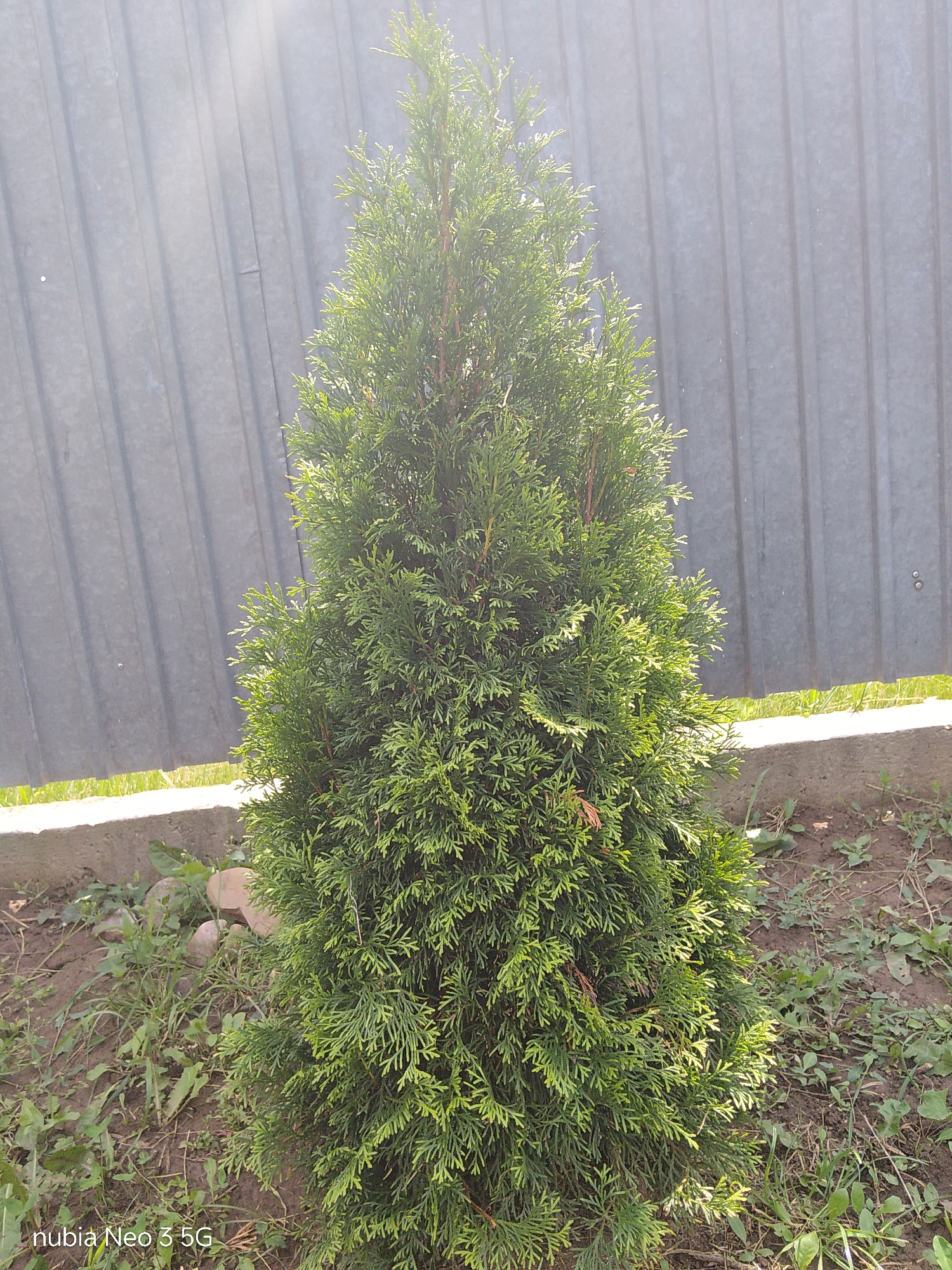 This image captures a young, conical evergreen tree, likely a thuja, standing in a garden setting. The tree is lush and green, its branches full of scale-like leaves. It is positioned in front of a gray corrugated metal fence, which occupies the upper portion of the frame. The fence has a textured, slightly weathered appearance, with vertical ridges creating a rhythmic pattern.
At the base of the tree, the ground is a mixture of dark soil, scattered small stones, and patches of green grass and weeds. A low concrete border runs along the foreground, separating the garden bed from an unseen area. Sunlight filters through the foliage of the tree, creating highlights and casting shadows, suggesting it is daytime, likely late morning or early afternoon, with clear or partly cloudy skies. The overall impression is one of a simple, outdoor scene in a residential or garden area.
The visible text at the bottom left corner of the image reads "nubia Neo 3 5G," indicating it is the model of the phone used to capture the photograph. The location context provided is Kavetchyna, Ukraine. No people are visible in the image.