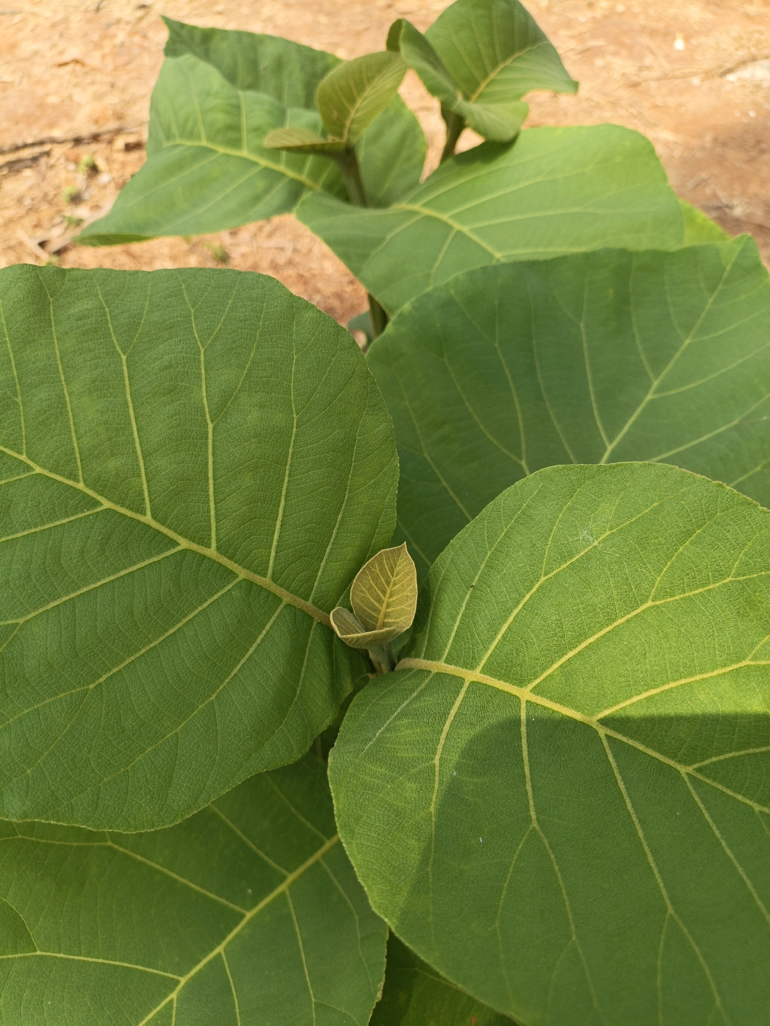 This is a close-up, eye-level, outdoor photograph of a young teak tree (Tectona grandis) sapling growing in the earth of Kuwasen, Indonesia. The image is dominated by several large, green leaves with prominent yellow veins. A small, newly emerging leaf with a reddish-brown hue is visible at the center of the frame. The ground, which appears to be sandy or dusty soil with some small pebbles, is visible in the background, out of focus. The lighting suggests it is daytime, with some shadows cast across the leaves. There are no people or animals present in the image.