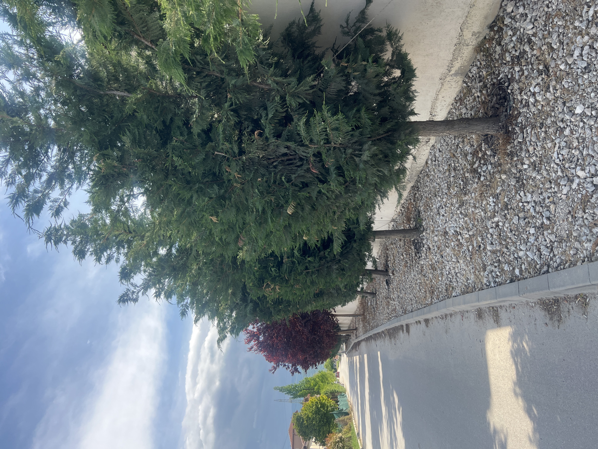 A street view in Plovdiv, Bulgaria shows a row of mature trees lining the roadway on the right. The first few trees nearest the viewer are tall, dense evergreens. Further down the street, a tree with red leaves is visible. The roadway is paved, and a curb separates the road from a strip covered in light-colored gravel. A low concrete wall runs behind the trees. The sky is partially cloudy with a mix of blue sky and large white cumulus clouds. Shadows of the trees are cast onto the road. Buildings and additional trees are visible further down the street, suggesting a residential or suburban area.