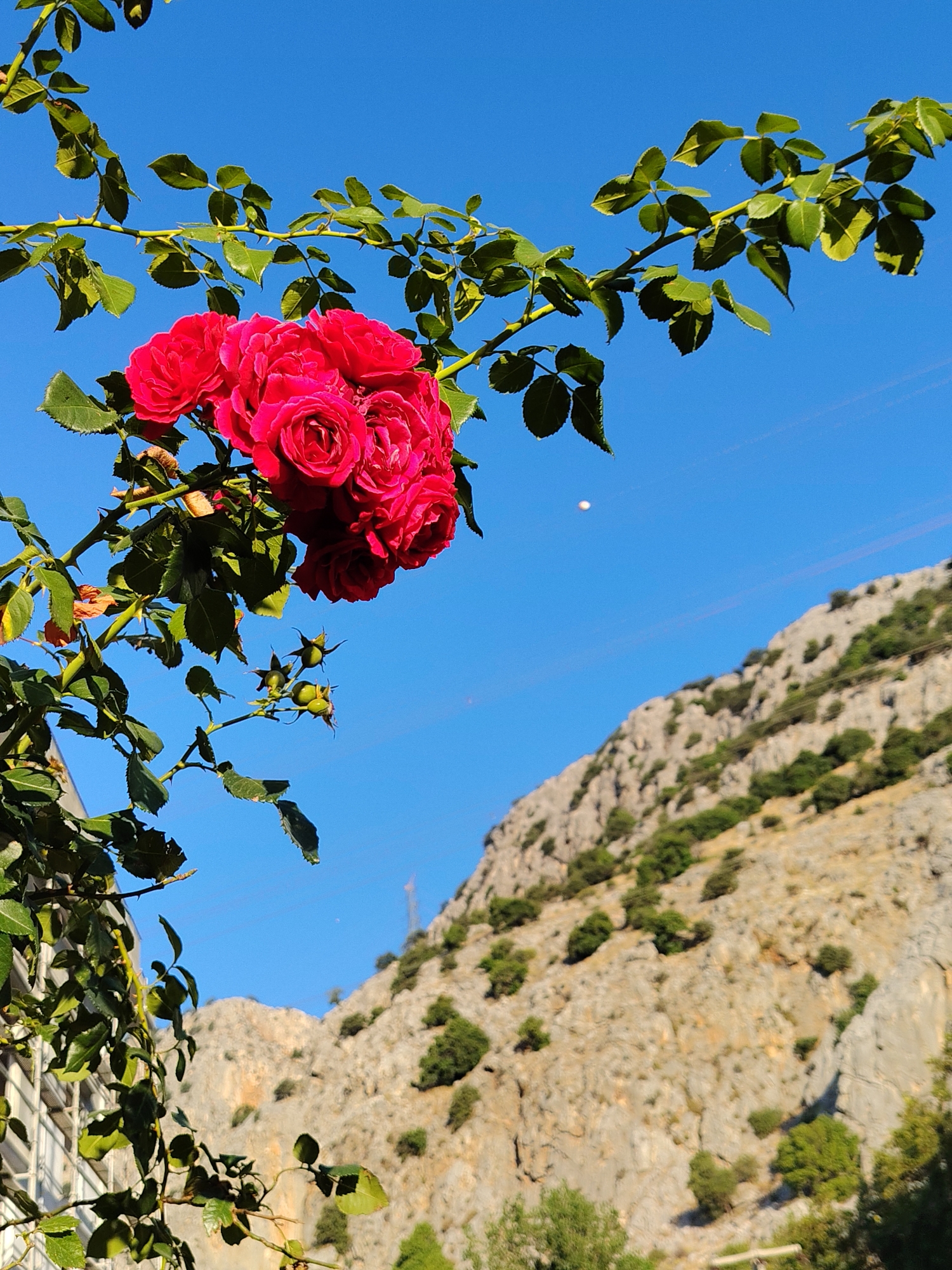 In Konyaaltı, Turkey, a cluster of vibrant red roses blooms against a clear blue sky, their petals unfurling on a thorny branch that extends from the left side of the frame. The roses are the primary subject, with their rich color and intricate petal structure sharply in focus. Beneath the roses, several green rosehips are visible, still developing on the stem.
The branch, adorned with lush green leaves and sharp thorns, appears to be part of a climbing rose vine. To the left of the roses, the edge of a building with horizontal window panes is partially visible, suggesting an urban or suburban setting.
In the background, a rugged, rocky mountainside rises, dotted with sparse green vegetation. The mountain slopes are textured and uneven, with shadows indicating the direction of sunlight. Thin, dark lines, possibly power lines, are stretched across the sky between the roses and the mountain. A faint, small, luminous object, possibly a distant plane or a celestial body, is visible in the upper portion of the sky. The overall scene captures a blend of nature's beauty and the man-made environment under a bright, sunny sky.