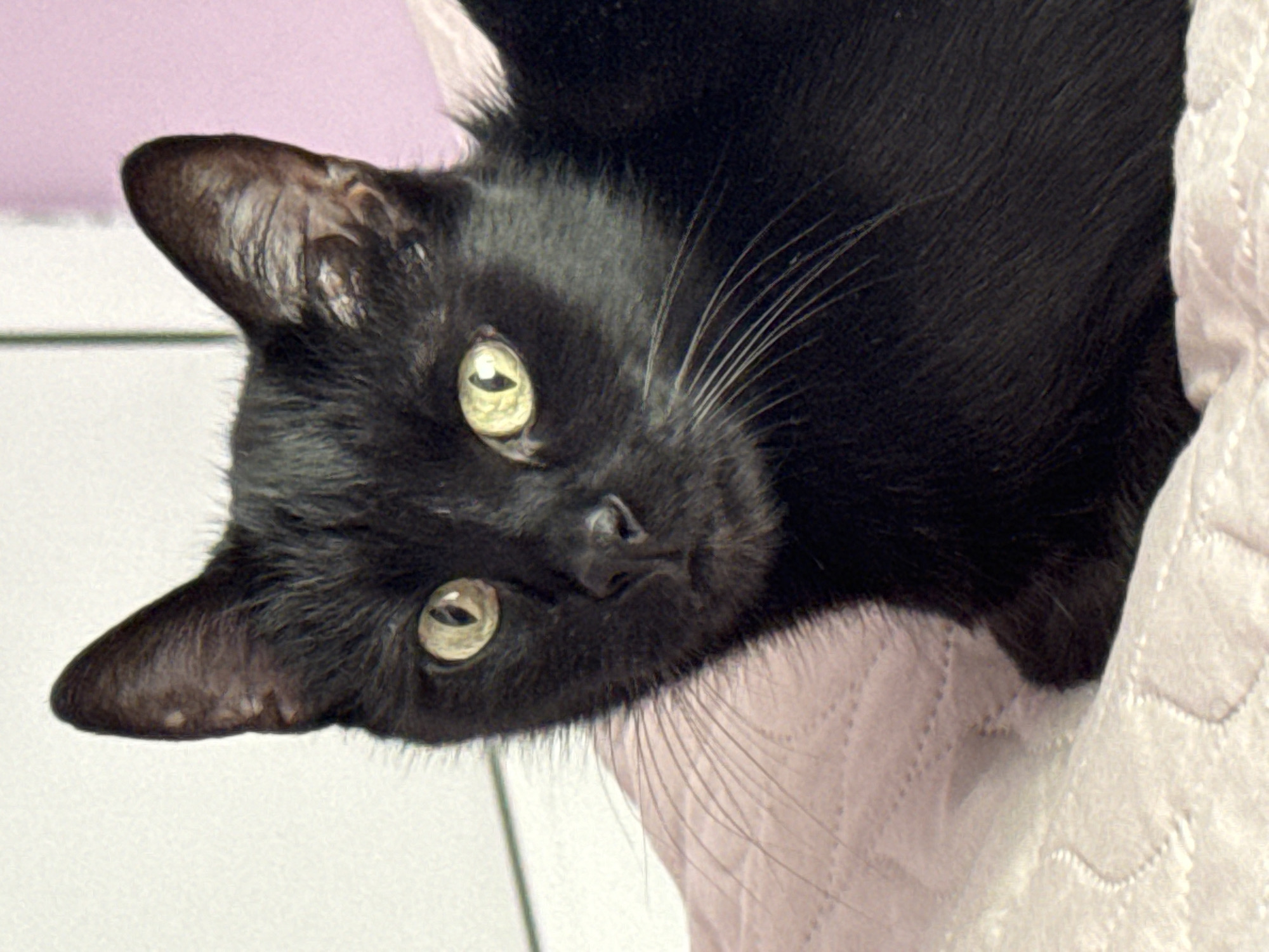 A close-up of a black cat with green eyes is lying on a pink quilted surface. The cat's head is positioned towards the lower left of the frame, with its whiskers clearly visible. The background includes a pink wall and a white tiled area. The location is unknown.