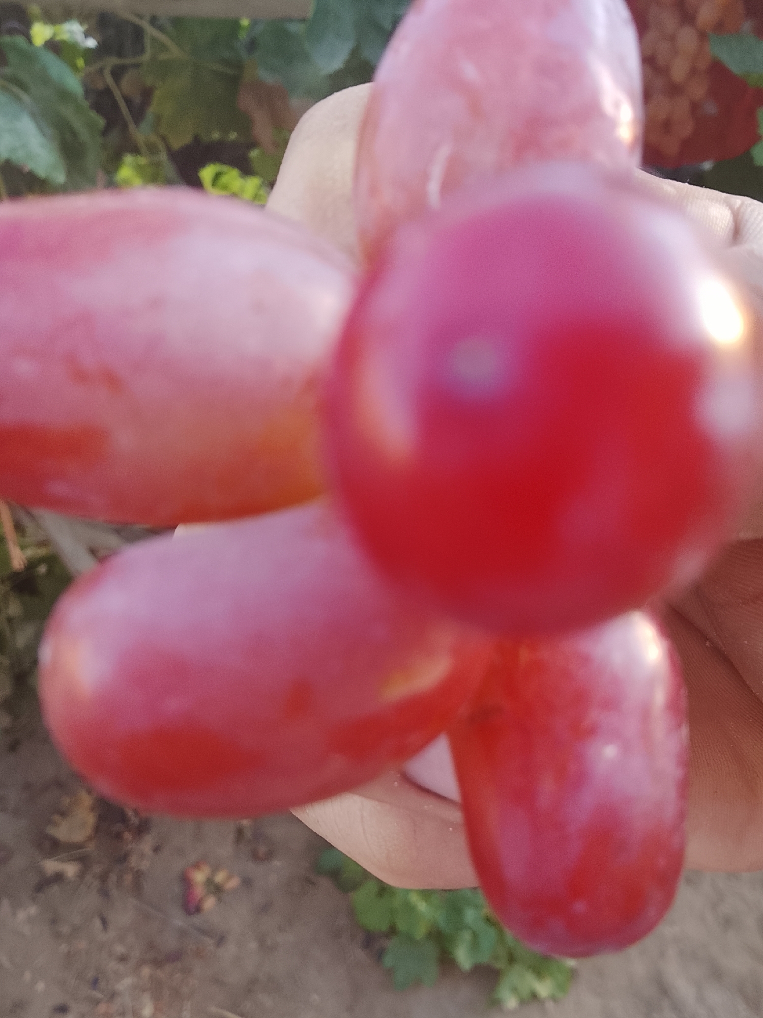 A cluster of ripe red grapes is being held in a person's hand against a blurred backdrop of green foliage and a sandy, earthy ground. The grapes are round to oval in shape and have a smooth, glossy skin. Sunlight glints off the surface of the grapes, highlighting their vibrant color. The image appears to have been taken outdoors in natural light.