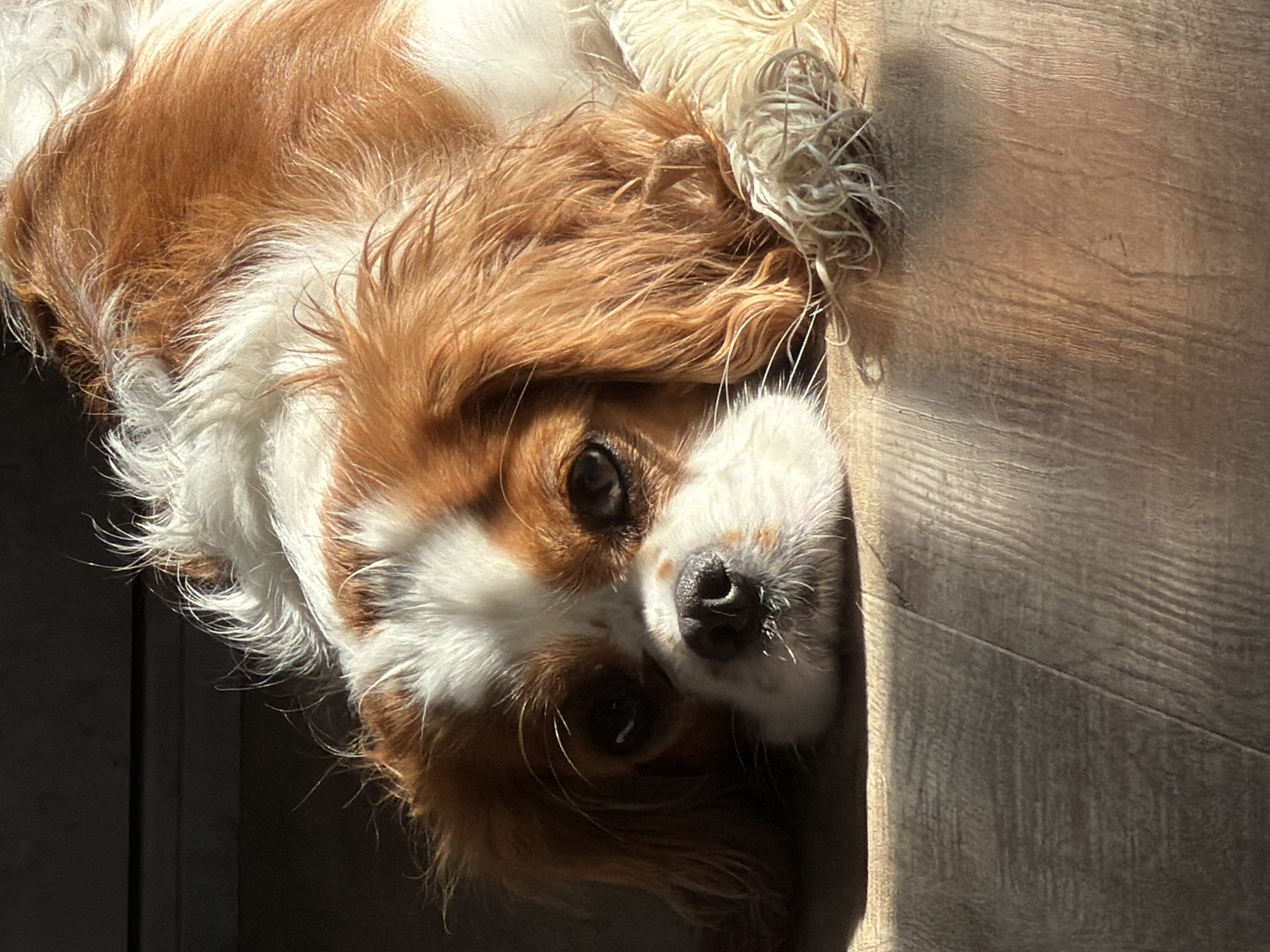 A Cavalier King Charles Spaniel with a white and brown coat is lying on a wood-grain surface. The dog's head is positioned towards the right side of the frame, with its eyes open and looking at the camera. The fur around its head and ears is a mix of brown and white. A light-colored, tangled object, possibly a toy or clump of fur, is near its head. Light from a window falls across the dog and the wooden surface, creating shadows and highlights. The location is unknown but not in the city of Chaikovsky, Russia. There are no people visible in the image.