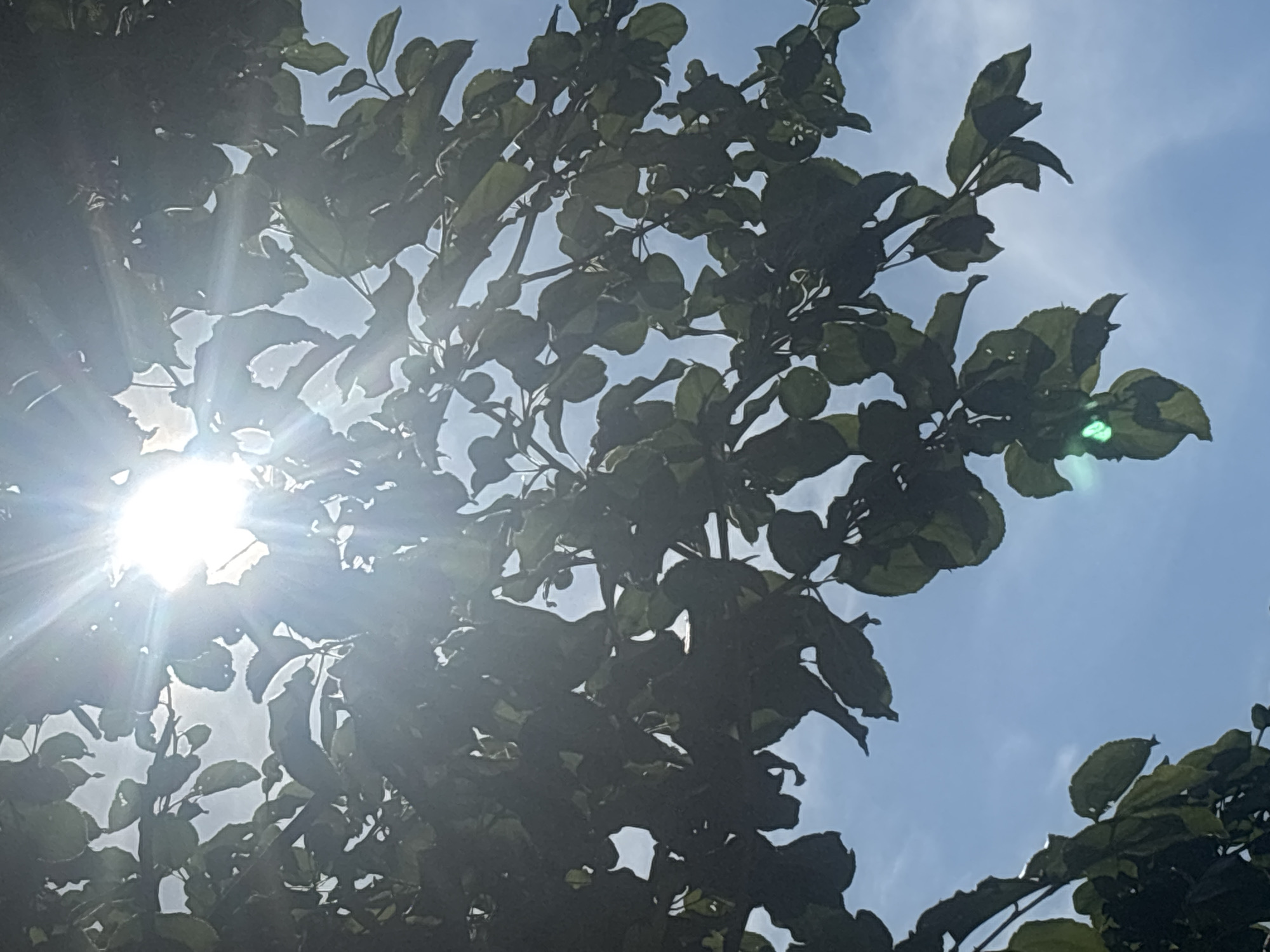 In a medium shot, bright sunbeams pierce through the dark green leaves of a tree against a clear blue sky. The sun, a powerful white light source, is positioned in the upper center of the frame, its rays fanning out and creating lens flare. The leaves are a mix of light and shadow, with some appearing translucent due to the strong backlighting. A faint green lens flare is visible in the lower portion of the image. The overall impression is one of a bright, sunny day with sunlight filtering through foliage.