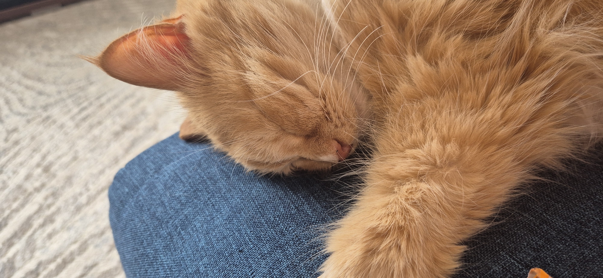 The image presents a close-up, high-angle shot of a ginger cat sleeping peacefully. The cat's head, partially obscured by its fluffy fur, is resting on a textured blue fabric, likely a pair of jeans or a cushion. Its eyes are closed in sleep, and a small, delicate pink nose is visible. Long, white whiskers extend from its muzzle, some touching the blue fabric.
One ear, also covered in soft ginger fur, is visible on the left side of its head, showcasing a translucent, peachy-pink interior and a subtle tuft of fur at the tip. The cat's fur appears extremely soft and fluffy, with visible strands of orange and lighter ginger hues. Part of a front leg or paw, similarly covered in thick, warm-toned fur, extends into the lower right portion of the frame.
The blue fabric beneath the cat exhibits a distinct woven pattern, resembling denim. In the background, a lighter, off-white or light grey textured surface is visible, possibly a carpet, rug, or blanket, providing a soft contrast to the cat's vibrant fur. The lighting is gentle and even, suggesting an indoor setting. The overall mood conveyed is one of tranquility and comfort, capturing a serene moment of the cat in deep slumber. No text is visible in the image.