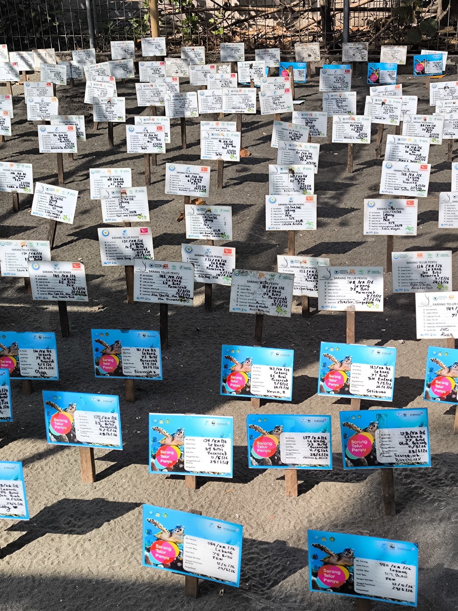 This image depicts an outdoor turtle egg conservation area in Jembrana, Indonesia. Approximately 70-100 individual informational signs, staked into light brown sand, are arranged in rows across the frame.
The signs are primarily rectangular and come in two main types:
1. **White signs:** These feature a plain white background with black handwritten or printed text and often display a "DAIHATSU" logo in the top right corner.
2. **Blue signs:** These are adorned with a graphic of a sea turtle swimming underwater and feature text, sometimes handwritten, against a white panel. These often display "Indosat" or "WWF" logos.
Each sign provides specific details about a particular turtle nest, including:
* **"No. Sarang" (Nest Number):** A unique identifier like "170 / KA / 26."
* **"Jenis Penyu" (Turtle Species):** Common species noted include "Lekang" (Olive Ridley), "Sisik" (Hawksbill), or "Hijau" (Green).
* **"Jumlah Telur" (Number of Eggs):** Quantities ranging from approximately 60 to over 100 eggs per nest, indicated as "Butir."
* **"Asal Telur" (Origin of Eggs):** Such as "Perancak" or "PGN."
* **"Tanggal Bertelur" (Date Laid):** Dates in May, e.g., "5/5/26."
* **"Tanggal Perkiraan Menetas" (Estimated Hatch Date):** Dates in June, e.g., "29/6/26."
* **"Adopter" or "Pengadopsi" (Adopter):** Names of individuals, families, or countries, such as "CHARLES. Singapore," "Kevin. B," "EKATERINA BUESHOVAN," "Lydia P. Bobek," or "Australia."
The signs exhibit varying degrees of wear, with some text appearing faded or handwritten in marker. Shadows from the signs are cast diagonally across the sandy ground, indicating direct sunlight from the upper left. In the background, a metal chain-link fence is visible, partially obscured by green vegetation and a concrete wall structure. No people are present in the scene.