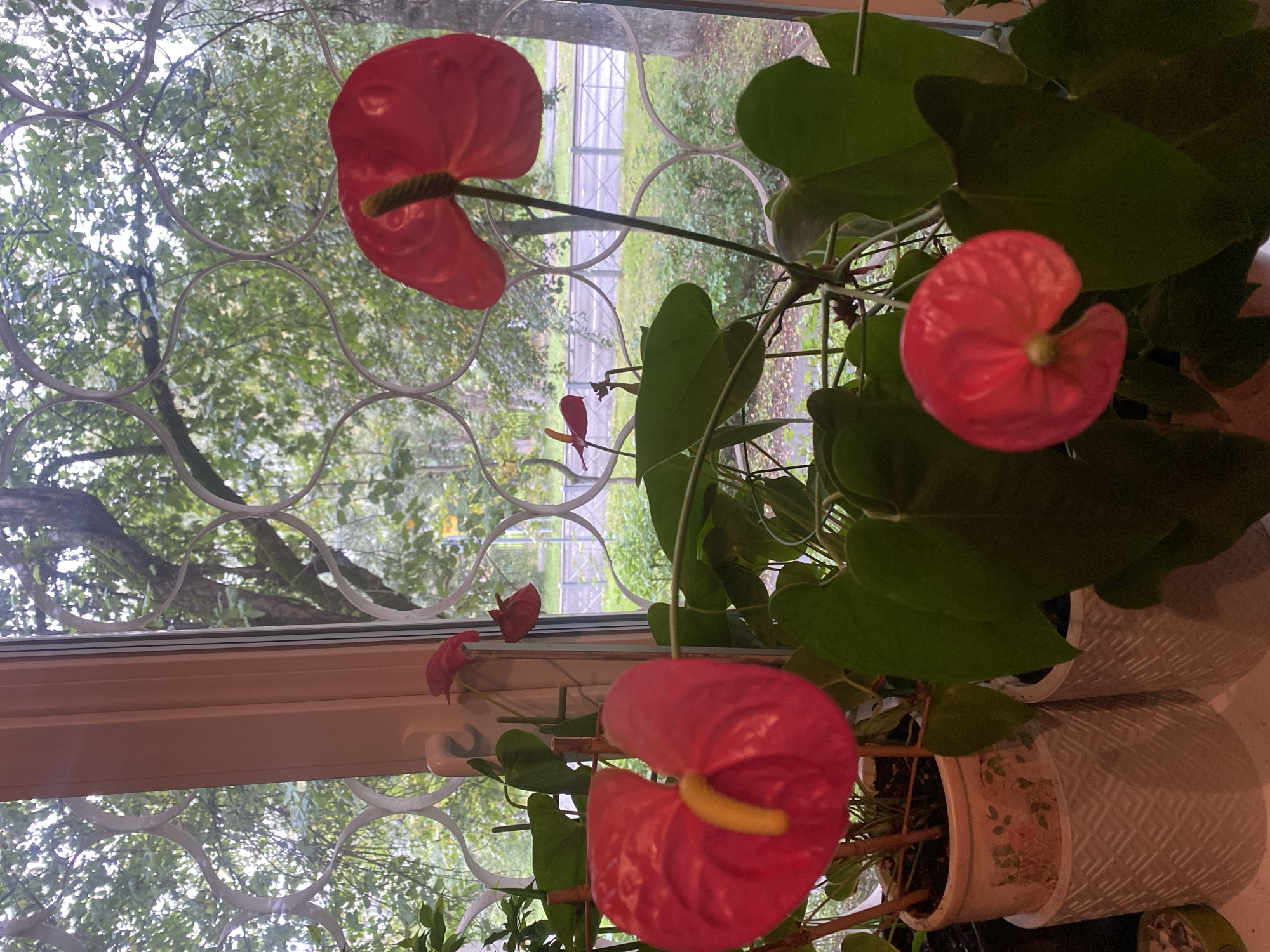 The image shows a close-up of several red anthurium flowers and their large green leaves in pots on a windowsill. Through the window, a metal grate is visible, beyond which are trees, a street with a fence, and possibly a road. The scene appears to be indoors, looking out onto an outdoor environment. The image has been cropped and includes several close-up hints of the overall scene. The location is identified as Ivanteyevka, Russia. There are no people or animals visible in the image. The lighting suggests it is daytime, perhaps overcast, as the light is diffused.
