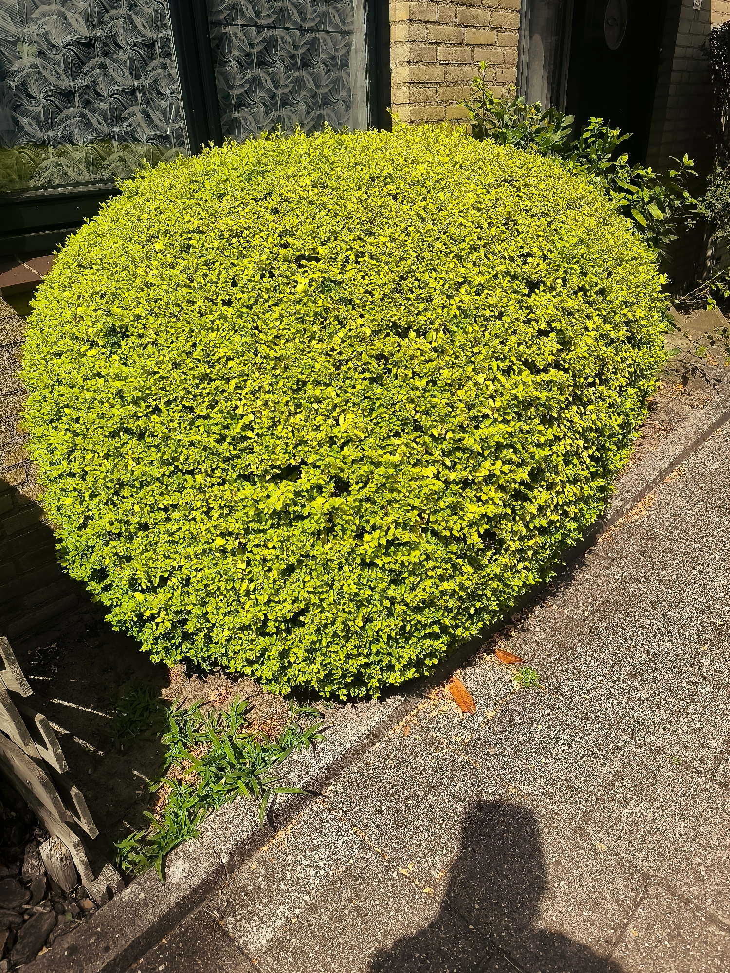 A bright green, spherical bush is positioned in front of a brick building in Almere, Netherlands. The bush is dense and full, with small, vibrant leaves. To the left of the bush, a window with an ornate, swirling pattern is visible. The ground in front of the bush is paved with interlocking concrete stones. Scattered on the paving stones are a few dry, brown leaves. To the right of the bush, a dark doorway is present in the building. A shadow of a person, presumably the photographer, is cast on the paving stones in the lower right portion of the image. The scene appears to be outdoors, under natural sunlight, as indicated by the shadow.