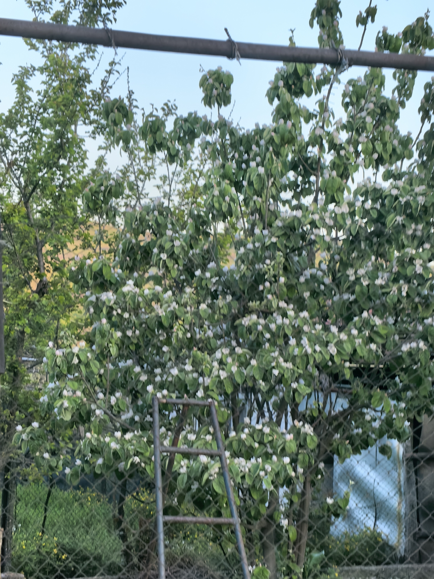The image shows a garden scene in Djerman, Bulgaria. A blooming tree with white flowers dominates the view, positioned behind a chain-link fence. A metal ladder leans against the tree, partially obscured by the foliage. Another tree with green leaves is visible to the left. In the background, a hillside is faintly discernible under a light blue sky. A horizontal metal bar runs across the top of the image.