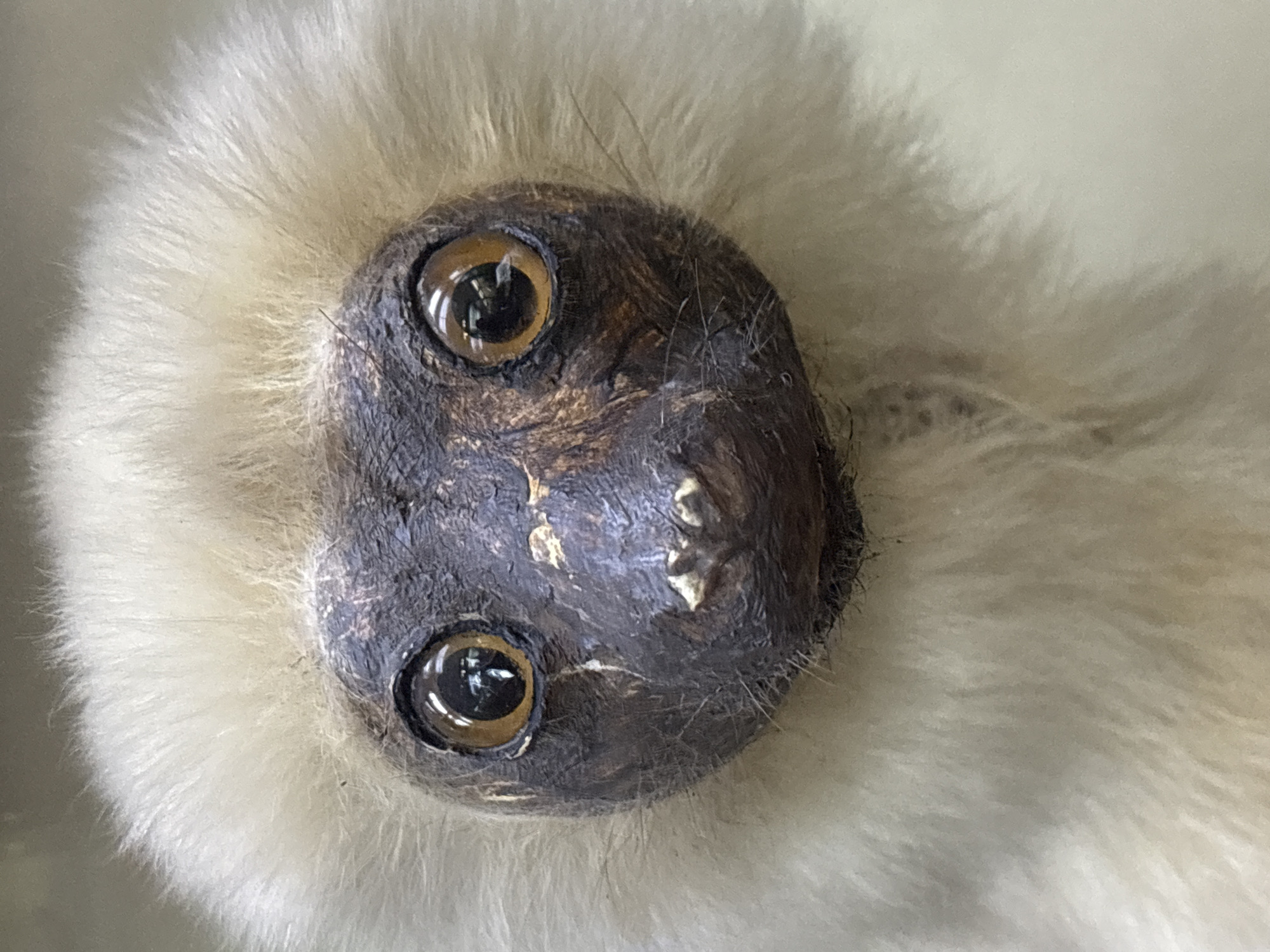 A close-up, head-on shot of a lemur's face is presented. The lemur has large, round, dark amber eyes with dark pupils that reflect a light source. Its face is framed by fluffy, pale blonde fur. The central part of its face, around its eyes and nose, is covered in dark, textured skin that appears wrinkled and somewhat dry. The lemur's nose is small and pointed, with visible nostrils. The image does not provide any information about the city of Saint Petersburg, Russia, or any environmental context beyond the immediate subject.