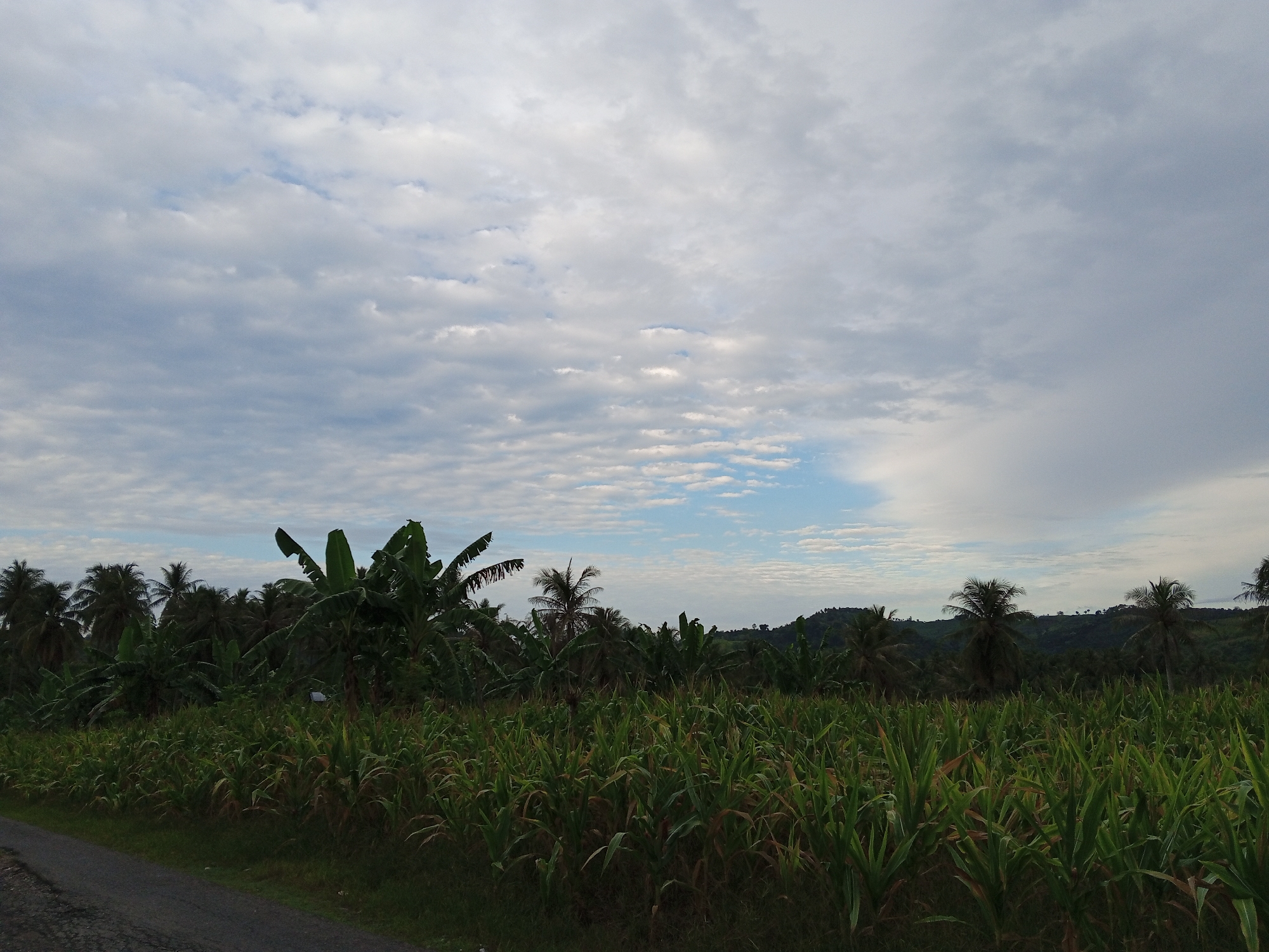 An overcast sky with scattered clouds stretches across the upper half of the image, with patches of blue sky visible. The lower half of the image is dominated by a lush green field of corn, with tall stalks and broad leaves filling the foreground and midground. To the left of the cornfield, a dark asphalt road runs along the edge of the frame. Behind the cornfield, a dense line of tropical trees, including banana and palm trees, forms a verdant backdrop. In the far distance, rolling hills are silhouetted against the sky. The scene depicts a rural agricultural landscape in Cotjrat, Indonesia.