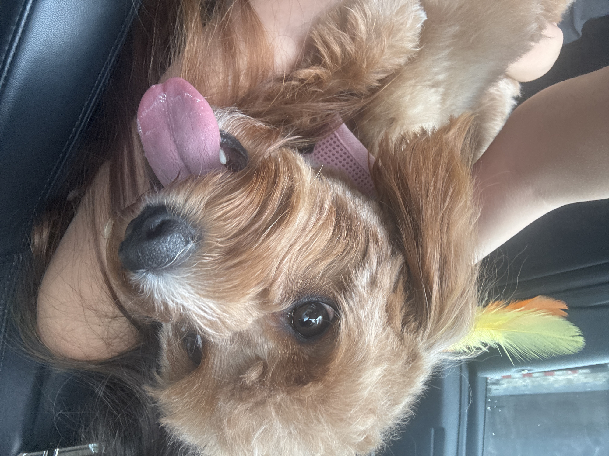 The media file is a close-up, vertically oriented photo of a light brown, fluffy dog with its tongue sticking out. The dog is being held by a person, whose arm and shoulder are visible on the right side of the frame. The person also has long, dark hair that is partially obscuring the dog's face. The dog is wearing a pink, textured collar. A yellow and orange feather is attached to the dog's ear or collar, adding a decorative element. The background suggests the subjects are inside a vehicle, indicated by the dark, leather-like texture of what appears to be a car seat on the left and the muted interior of a car on the right. The lighting suggests it is daytime. The dog's tongue is a prominent pink, and its eyes are dark and reflective. The overall impression is one of affection and playfulness, with the dog appearing happy and engaged. No visible text is present in the image. The location context is Deerfield Beach, United States of America.