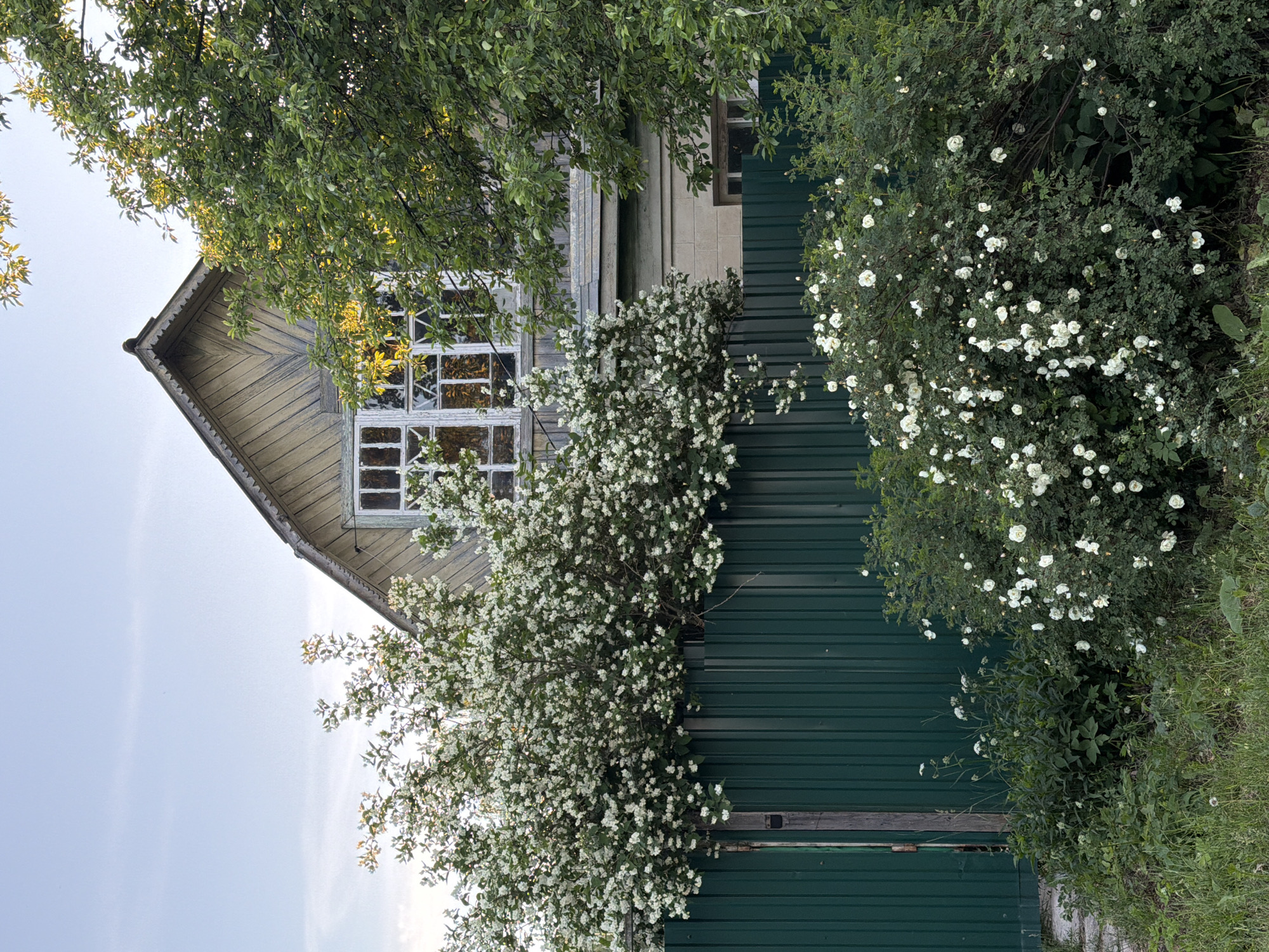 The image depicts a static outdoor scene of a residential property within a rural or suburban setting. The primary subject is a two-story house partially obscured by dense vegetation and a fence. The upper story of the house features a prominent gable end clad in light yellow/tan vertical wooden siding, with decorative wooden trim along its edges. A large, multi-paned window with white frames is centered on this gable, below which a small, light-colored balcony or ledge is visible. The lower section of the house, partially visible on the right, appears to have lighter-colored masonry or stucco walls with a smaller, rectangular window.
A tall, dark green corrugated metal fence runs horizontally across the mid-ground, serving as a boundary. On the far left of the fence, a weathered wooden post suggests a gate structure.
The foreground and mid-ground are dominated by lush green foliage. Immediately in front of and partially overgrowing the fence on the left is a dense bush or small tree profusely covered in small white blossoms. To the right, in the lower foreground, a large bush with dark green leaves is laden with numerous open white flowers, resembling roses. Further back, above and to the right of the house, a large, dense tree canopy with dark green leaves partially obscures the roofline, with sunlight filtering through its foliage. The very bottom of the image shows an unkempt strip of green grass and weeds, with a partial concrete edge visible on the far left.
The sky is clear and light blue, indicating fair weather, with minimal cloud cover. The lighting suggests late afternoon or early evening, characterized by soft, directional illumination that highlights elements and casts subtle shadows. There are no people or animals present, and no actions or interactions are depicted. The scene is devoid of movement.