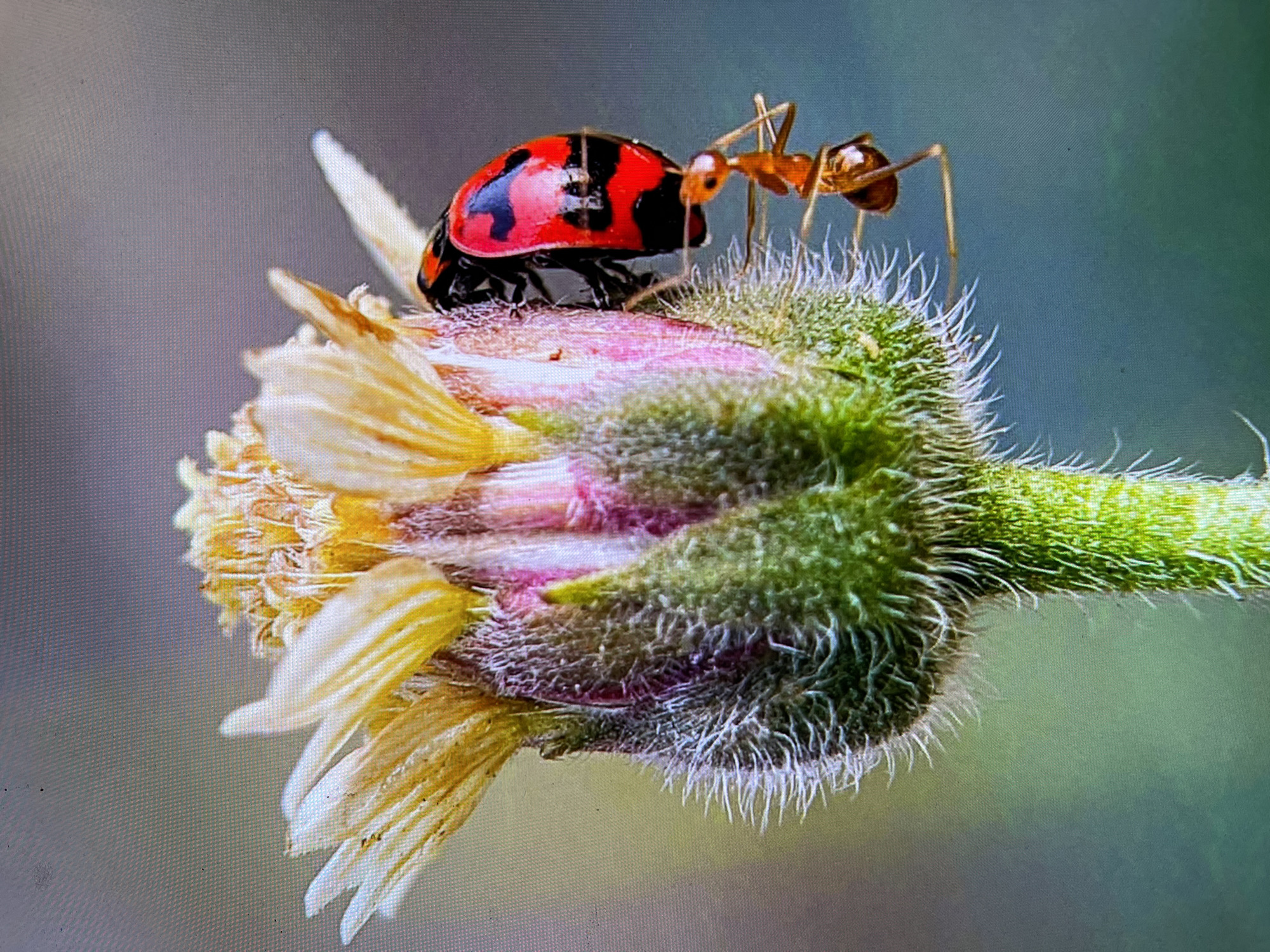 The image shows a close-up of a ladybug and an ant on a flower bud. The ladybug is red with black spots and stripes. The ant is orange and is positioned on the flower bud, appearing to interact with the ladybug. The flower bud is green and covered in fine white hairs, with pink and yellow petals emerging from its tip. The background is softly blurred, with shades of green and grey, suggesting an outdoor natural setting. The lighting indicates it could be daytime. The image's detail suggests a macro photography approach, highlighting the intricate textures of the insects and the plant. No text is visible. The location context is Keudebayu, Indonesia.
