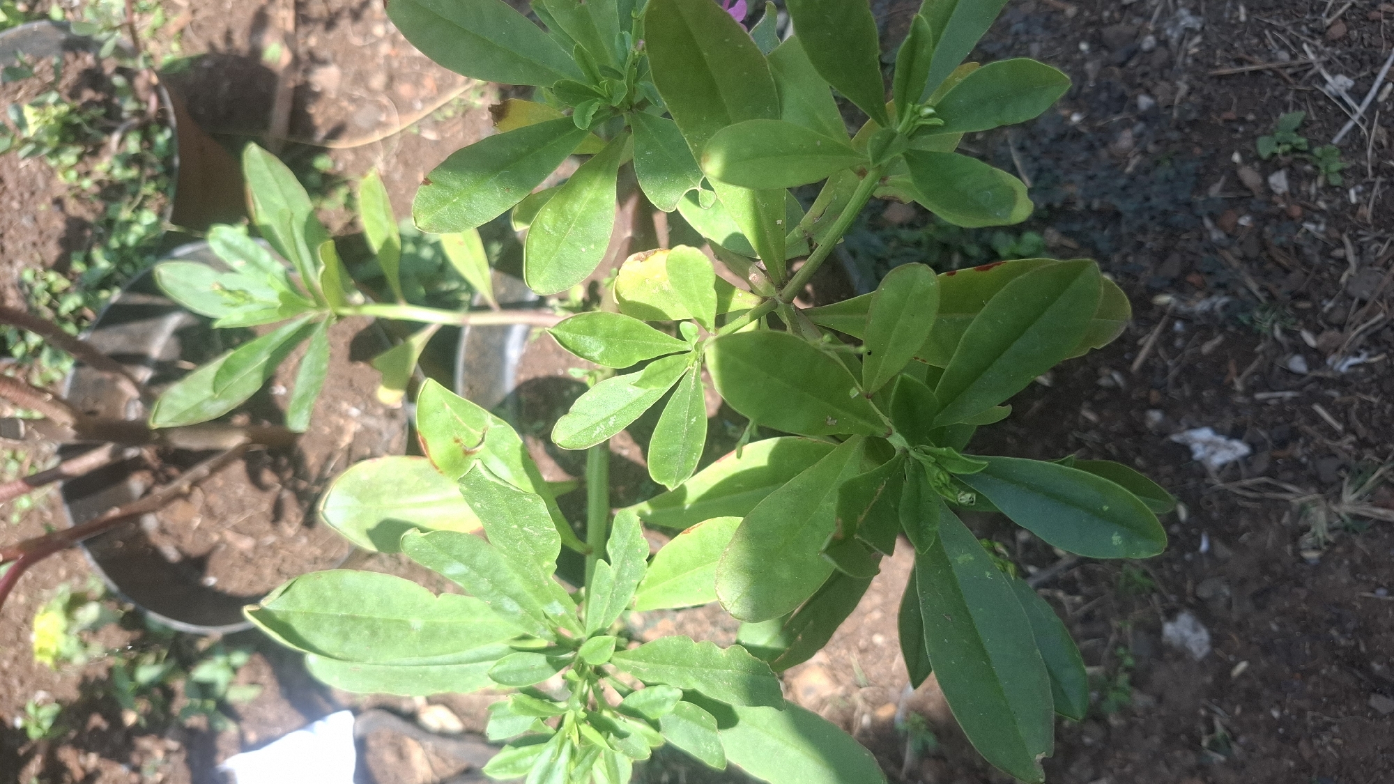 The image displays a close-up view of a leafy green plant, likely outdoors in a garden or pot. The plant has several branches with clusters of ovate leaves that are a vibrant green, some showing slight yellowing or browning at the edges. The leaves are arranged alternately along the stems. The background consists of dark soil with some scattered dry leaves and small green weeds. Sunlight casts shadows on the leaves, indicating it is daytime. The plant appears to be in a pot, part of which is visible in the background. The general impression is of a healthy, growing plant in a natural setting.