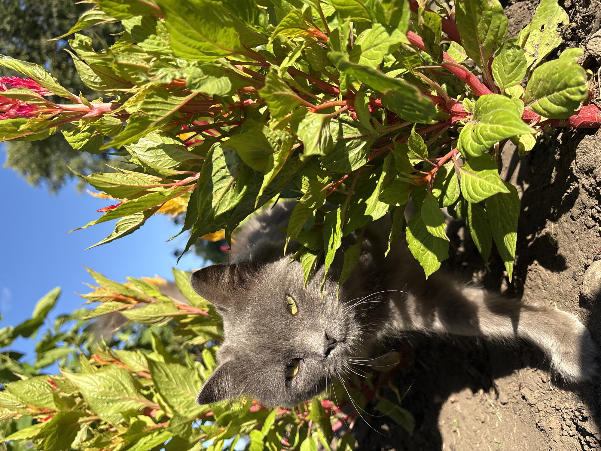 A close-up, outdoor, eye-level shot shows a grey cat partially hidden amongst bright green foliage with red stems. The cat's face is visible, with yellow-green eyes looking directly at the camera. Its whiskers are prominent against the leaves. The background shows a bright blue sky and hints of trees. The scene is illuminated by natural sunlight, casting shadows on the dirt ground in the foreground. There is no indication of the city of Bobrov, Russia.