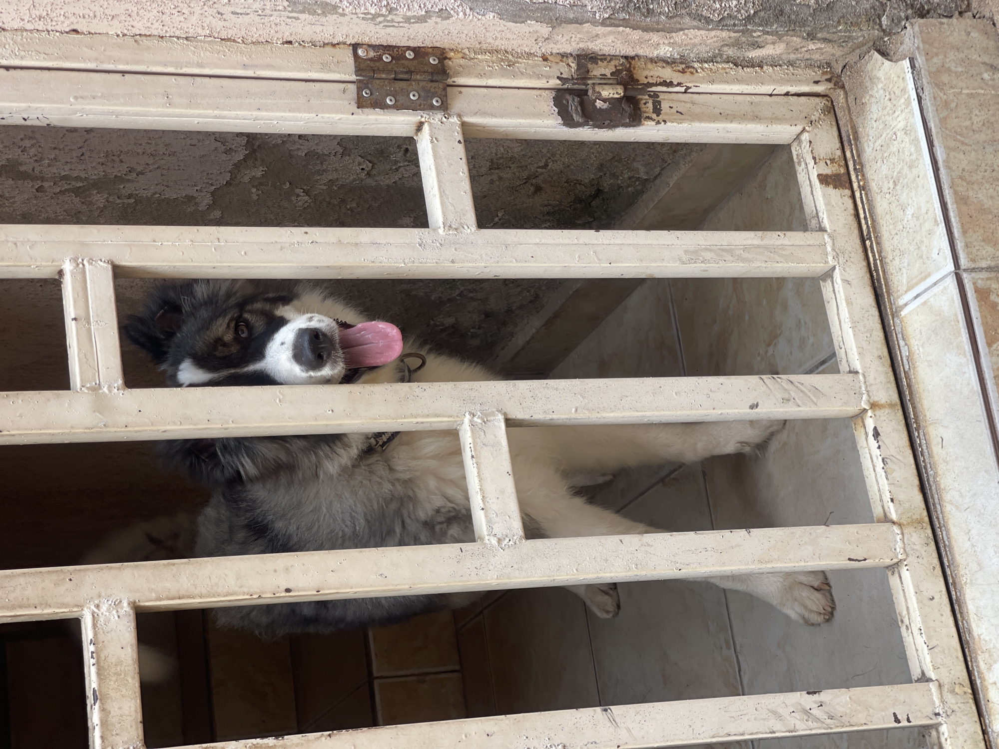 A large, long-haired dog with black, white, and grey fur looks upwards towards the camera from an enclosed space. The dog's tongue is playfully sticking out, and it appears to be resting or lying down on a light-colored tiled floor, with its paws visible through the bars. It wears a collar around its neck.
The dog is situated behind an off-white painted metal gate composed of horizontal and vertical bars. The gate shows significant signs of age and wear, including prominent rust spots, particularly around two large hinges at the top, and areas where the paint is peeling. Above the gate, a textured, weathered concrete or stone surface with flaking material is visible. The scene is illuminated by ambient light, suggesting daytime conditions indoors or in a covered area. The perspective is from above, looking down into the dog's confined area, which appears somewhat rustic or utilitarian. No text is visible in the image. This setting aligns with potential architectural styles found in Lokoja, Nigeria.