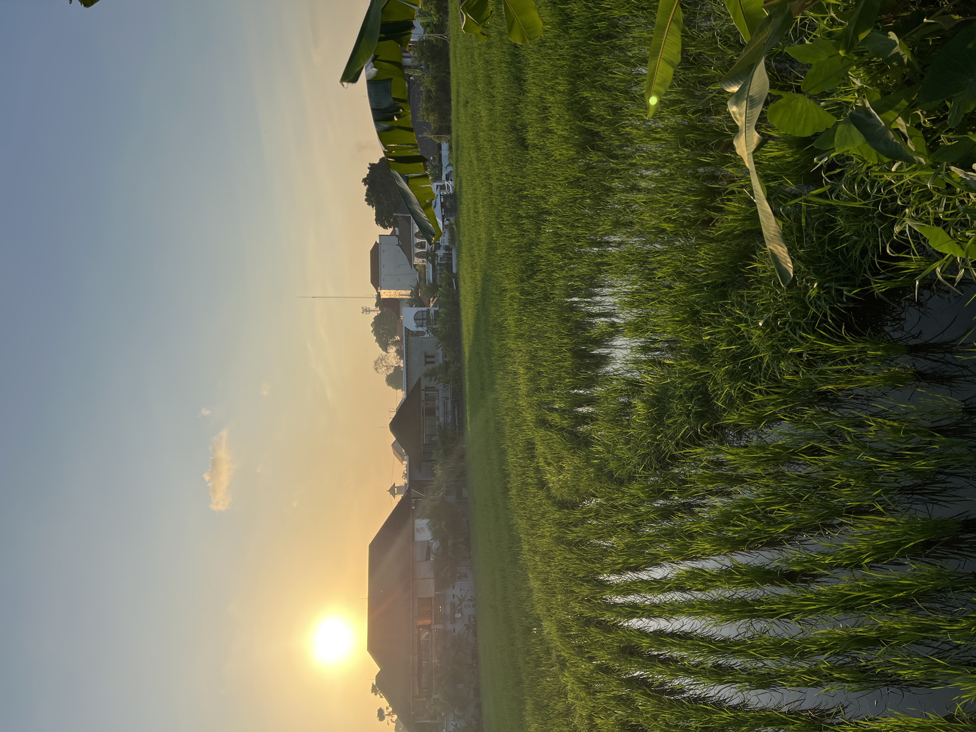 This image captures a serene sunset scene over a lush green rice field in North Kuta, Indonesia. The sun, a bright orb casting a warm, golden glow, is positioned in the upper left quadrant of the sky. Its light illuminates the landscape, creating long shadows and highlighting the textures of the rice stalks.
In the middle ground, several buildings are visible. These appear to be low-rise structures with traditional architecture, some featuring dark tiled roofs. They are interspersed with trees and vegetation, suggesting a semi-rural or suburban setting. The buildings are mostly silhouetted against the bright sky, with some details of their facades discernible.
The foreground is dominated by a flooded rice paddy. Rows of young, vibrant green rice plants stand upright in the shallow water, their reflections creating vertical patterns on the surface. The water itself appears dark and still, acting as a mirror to the greenery above.
To the far right, large, broad green leaves, likely from a banana plant or similar tropical foliage, frame the scene, adding a touch of lushness and depth. A faint wisp of cloud hangs in the upper part of the sky, contributing to the tranquil atmosphere. The overall impression is one of peace and natural beauty, characteristic of rural Indonesian landscapes during the golden hour.