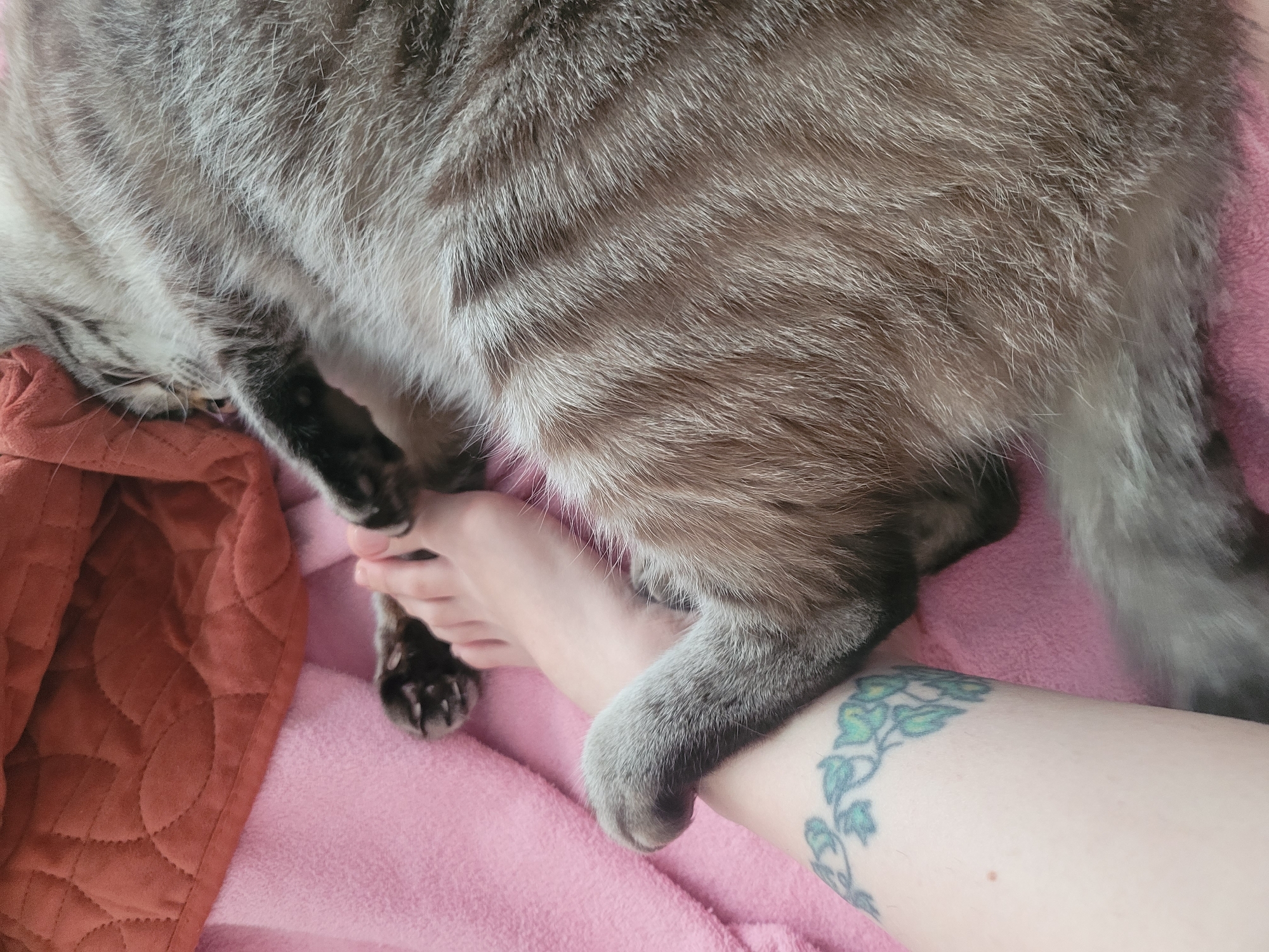 The image shows a close-up view of a cat lying on a pink blanket, with its paw touching a person's toes. The person has a tattoo of a vine on their lower leg. A brown quilted fabric is visible in the background. The scene appears to be indoors, likely in a bedroom or living room. There is no information in the image to determine the location in Kyiv, Ukraine.