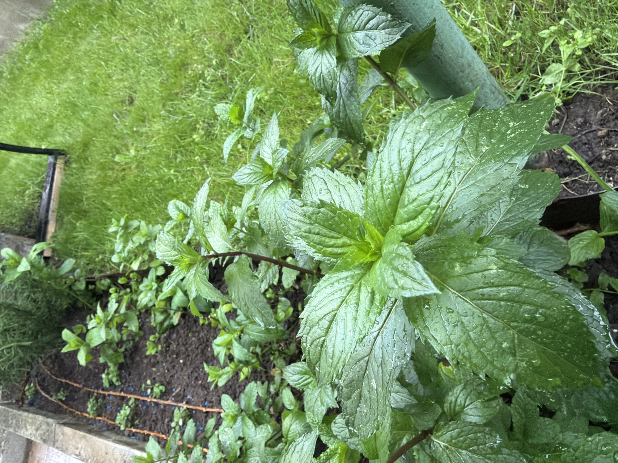 The image shows a patch of spearmint growing in a garden bed with a few other plants, adjacent to a lawn. The mint leaves are wet, likely from rain or watering. A garden hose is visible in the background. The location cannot be determined from the image.