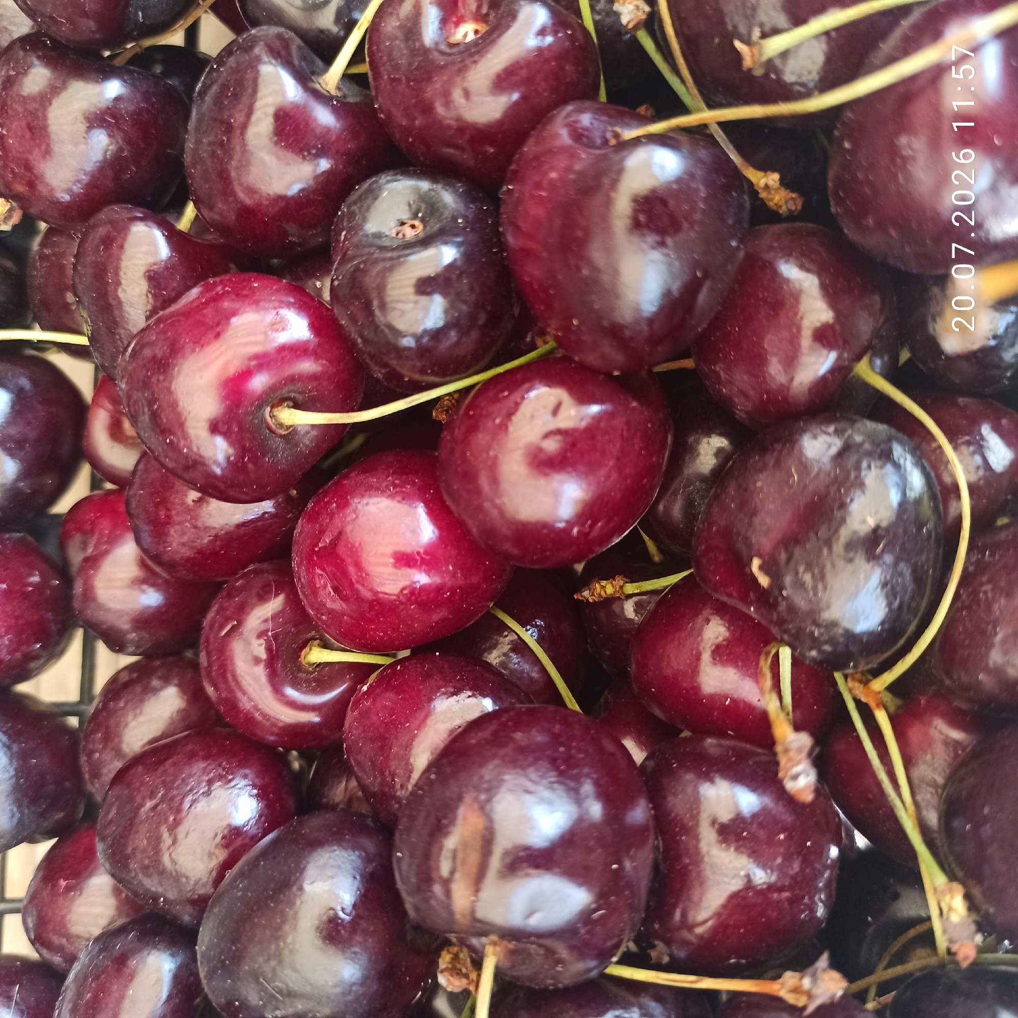A close-up, overhead shot showcases a pile of ripe, dark red cherries. The cherries are plump and glossy, with some showing slight imperfections and a few individual stems. They are tightly packed together, suggesting they may have been recently harvested or are being prepared for sale. The lighting highlights the reflective surfaces of the fruit, creating bright spots and deep shadows. The background appears to be a dark, possibly woven material, creating a contrast with the vibrant color of the cherries. A timestamp in the bottom right corner reads "20.07.2026 11:57". The image is likely a still life or product shot, intended to highlight the freshness and quality of the cherries.