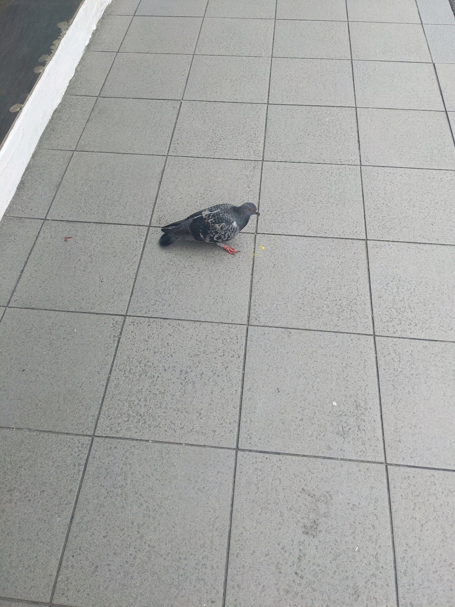 A single pigeon stands on a grey tiled walkway. The pigeon is facing left and appears to be pecking at something on the ground. The walkway is made of square tiles. To the left of the walkway is a white curb and a dark, reflective surface. This scene is likely located in Kota Kinabalu, Malaysia.