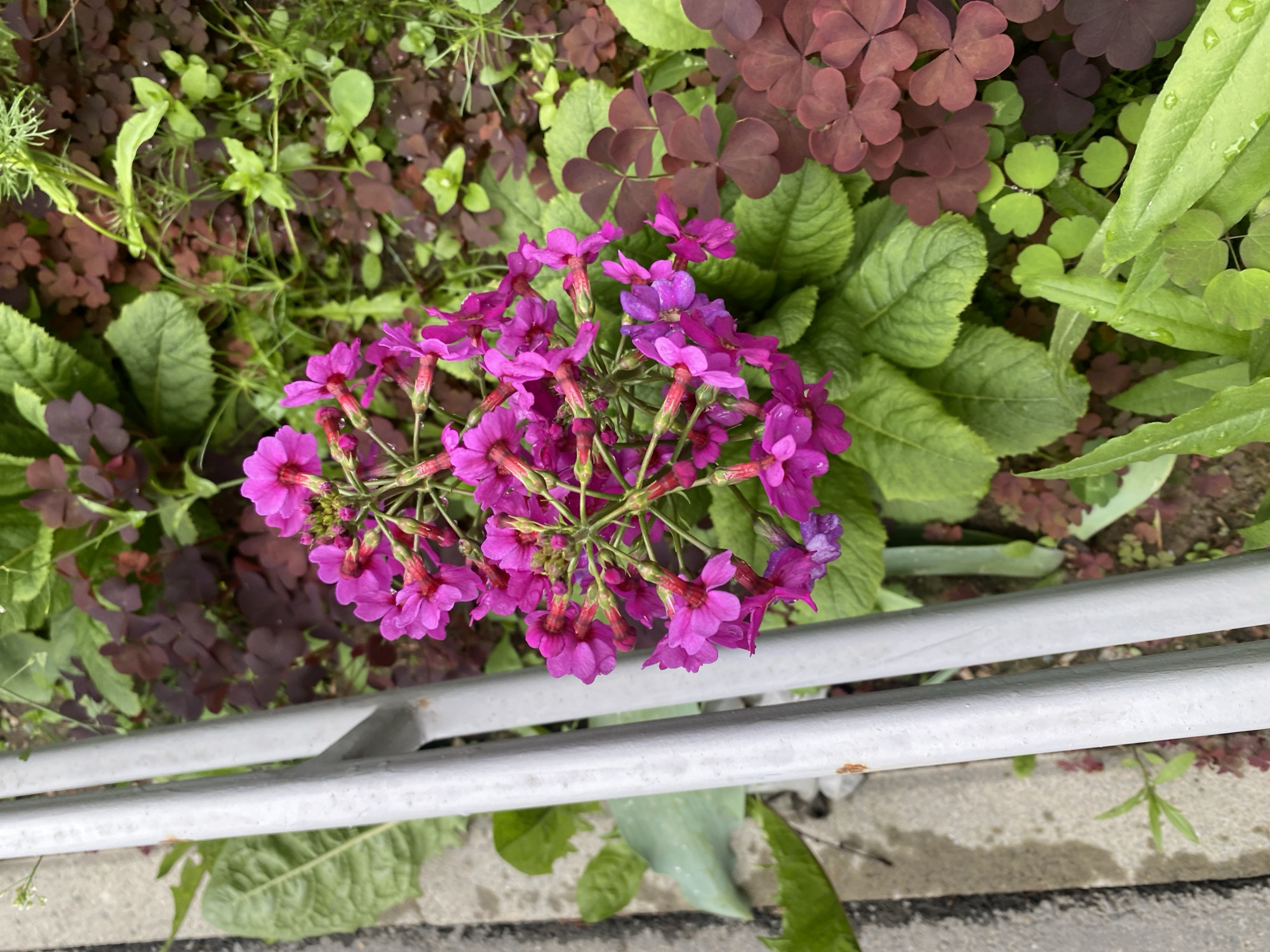 An overhead shot captures a cluster of vibrant magenta flowers in the foreground, their delicate petals a striking contrast against the lush green foliage and rich burgundy clover-like leaves surrounding them. Two weathered, grey metal railings run vertically along the left side of the frame, partially obscuring a gritty, light-colored paved surface and a patch of green leaves. The scene is rendered in natural light, suggesting an outdoor setting. The image has been captured in Yuzhno-Sakhalinsk, Russia.