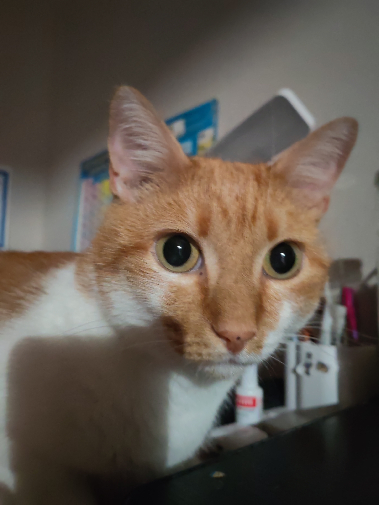 An orange and white cat is looking directly at the camera. The cat has large, dark pupils and light brown irises. Its ears are pointed upwards. The background is blurred, but appears to be an indoor setting with some shelves and objects. There is a white bottle with a red label visible on a shelf behind the cat. The image is taken from a low angle, close to the cat's face. There is no indication of the location being Tomsk, Russia.