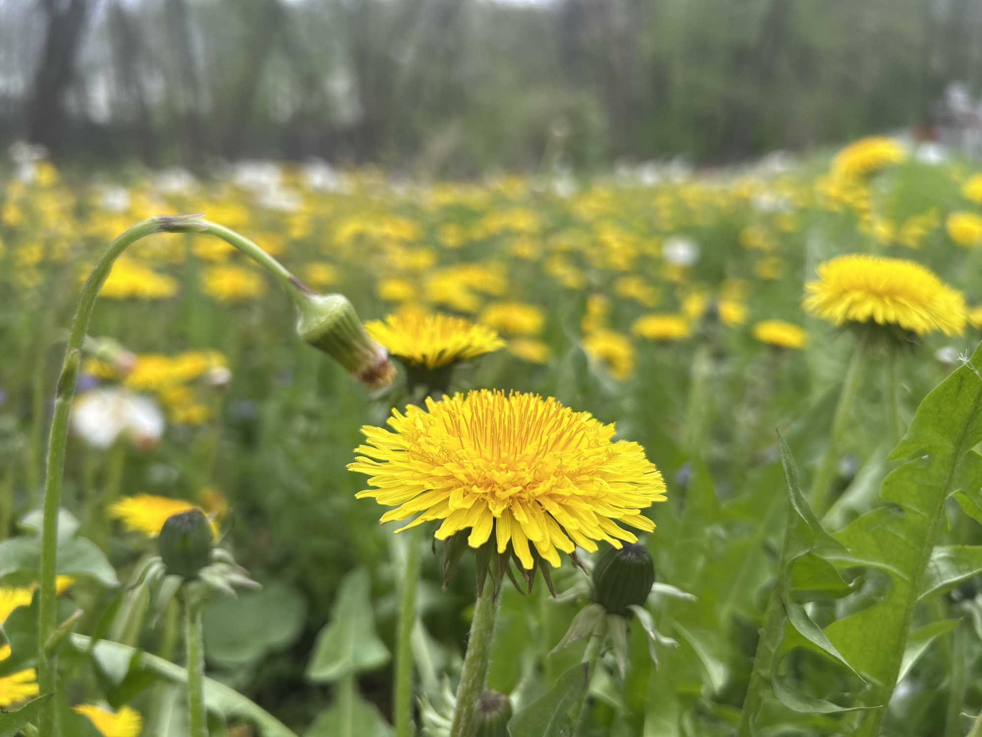The image depicts a field of dandelions in Noviy, Russia. The focus is on a bright yellow dandelion in the foreground, surrounded by green foliage. Other dandelions, both in bloom and in bud, are scattered throughout the field, receding into a blurred background. The sky appears overcast. No people are visible.