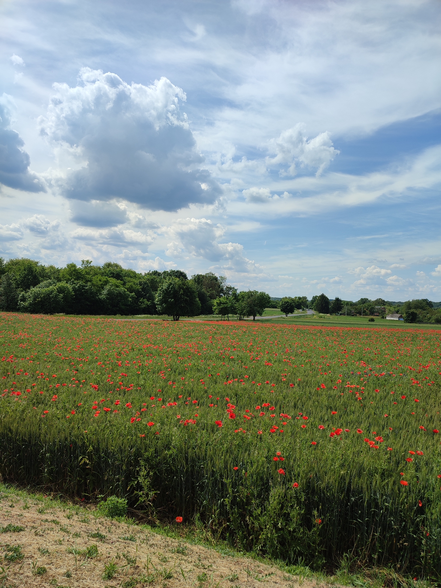 This image depicts a rural landscape under a partly cloudy sky. The location is in the city of Unknown, Unknown. The scene is dominated by a vast field of green crops, likely wheat or a similar grain, heavily dotted with numerous vibrant red poppies. The poppies are scattered throughout the field, providing a strong color contrast against the green stalks.
In the midground, a dense line of deciduous trees with dark green foliage forms a natural barrier, extending across the left half of the image. To the right of the tree line, a paved road is visible, curving gently into the distance, flanked by additional scattered trees. Further in the background, a few distant structures, including a white building, are discernible amidst the rolling landscape.
The sky occupies the upper portion of the frame, featuring a mix of large, bright white cumulus clouds, particularly prominent on the left, and wispy cirrus clouds stretching across the blue expanse. The overall lighting suggests a bright, sunny day. The immediate foreground on the bottom edge shows a patch of dry, lighter-colored ground with sparse vegetation, indicating the immediate vantage point. No people or animals are visible in the scene.