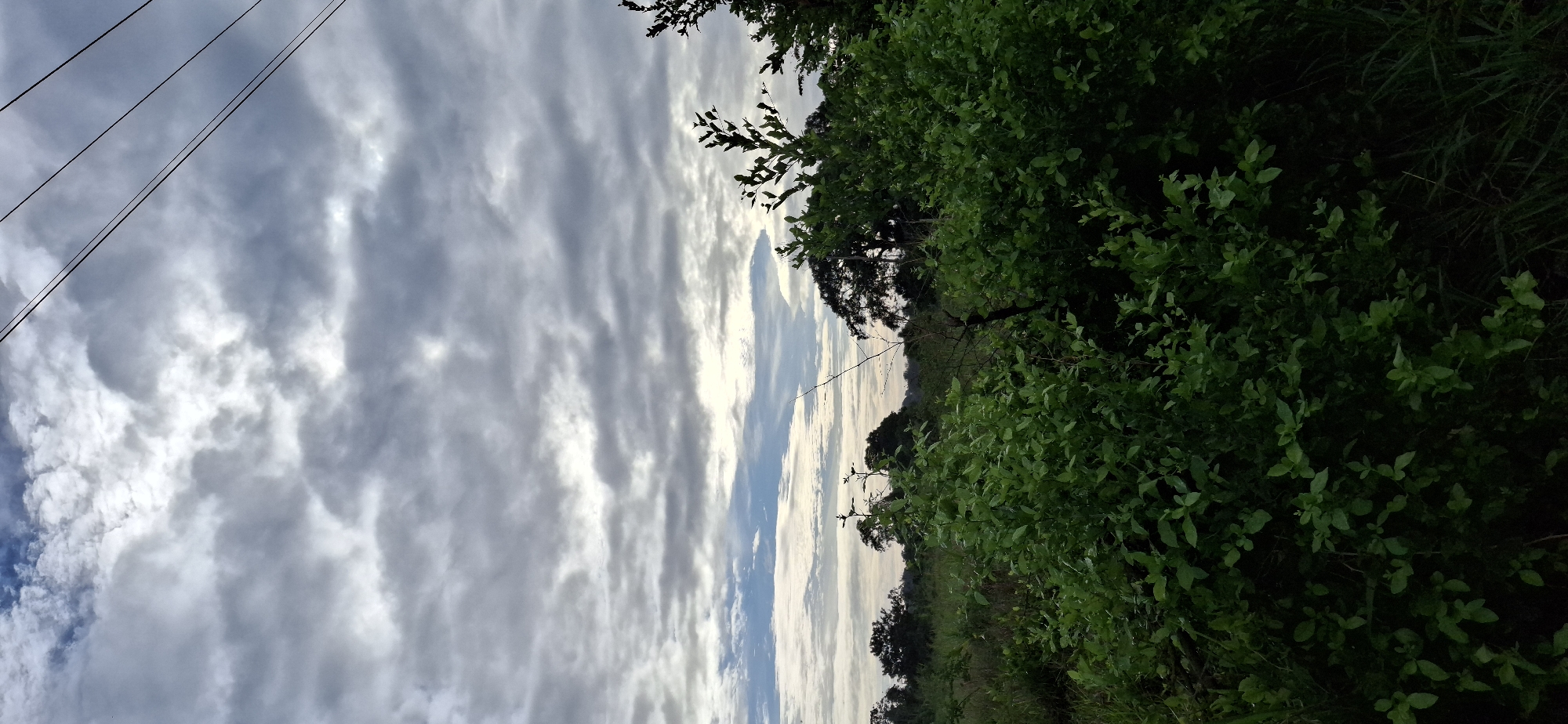 This is a landscape photograph taken in Vallecito, Venezuela, featuring a vast, cloudy sky above a verdant expanse of foliage. The image is dominated by the sky, which fills the upper portion of the frame. It is heavily covered with stratocumulus or altocumulus clouds, appearing in distinct, rippled formations that stretch across the sky. Patches of brighter white indicate sunlight filtering through the clouds, contrasting with areas of light to medium grey.
In the upper left corner, three dark power lines run diagonally across the cloudy sky. The lower and right sections of the image are filled with dense, lush green vegetation, primarily comprising shrubs and the upper parts of trees. The foliage is vibrant and appears to be in a natural or overgrown setting. In the mid-ground, against the lighter horizon, silhouettes of larger trees are visible, adding depth to the scene.
The lighting suggests it is daytime, likely late morning or early afternoon, given the bright, yet diffused, light coming through the clouds. There is no visible human activity or text. The scene conveys a sense of natural tranquility under an overcast sky.